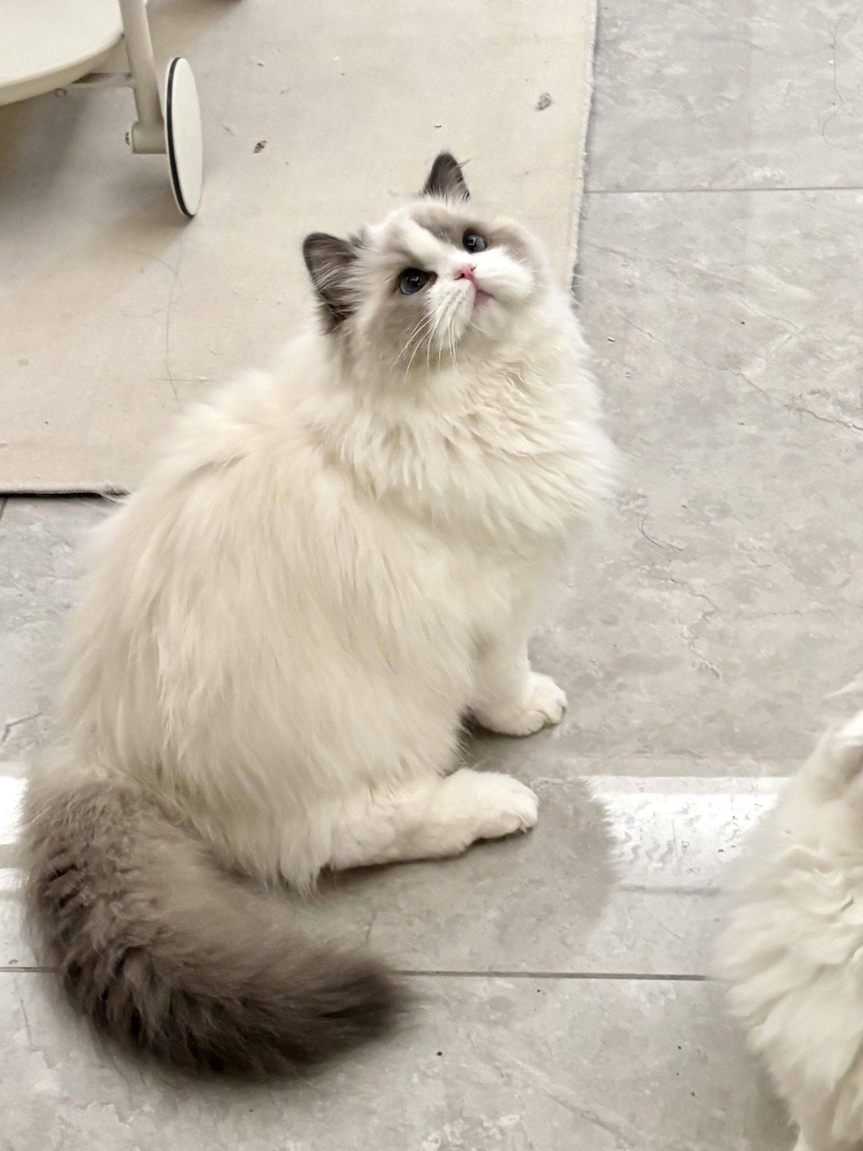 家有萌宠#欢迎来我家