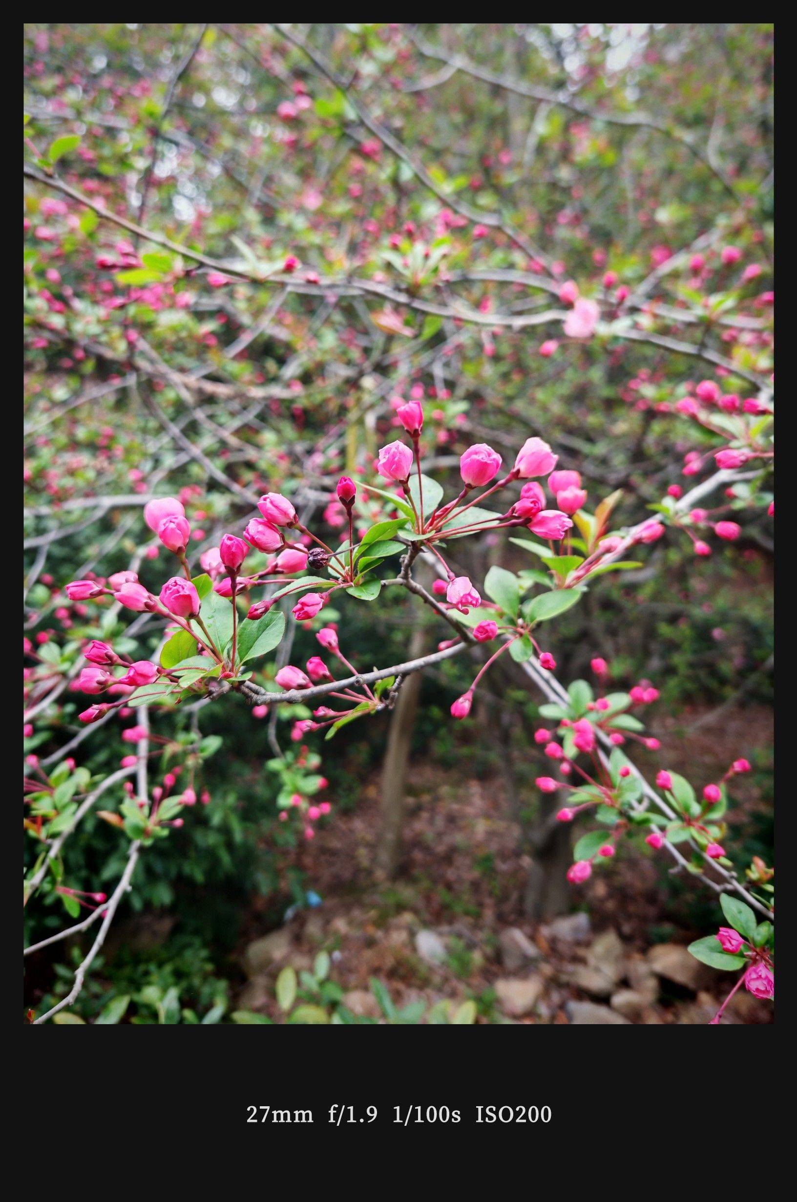  湖边柳影  水岸轻舟  烟雨朦胧_3