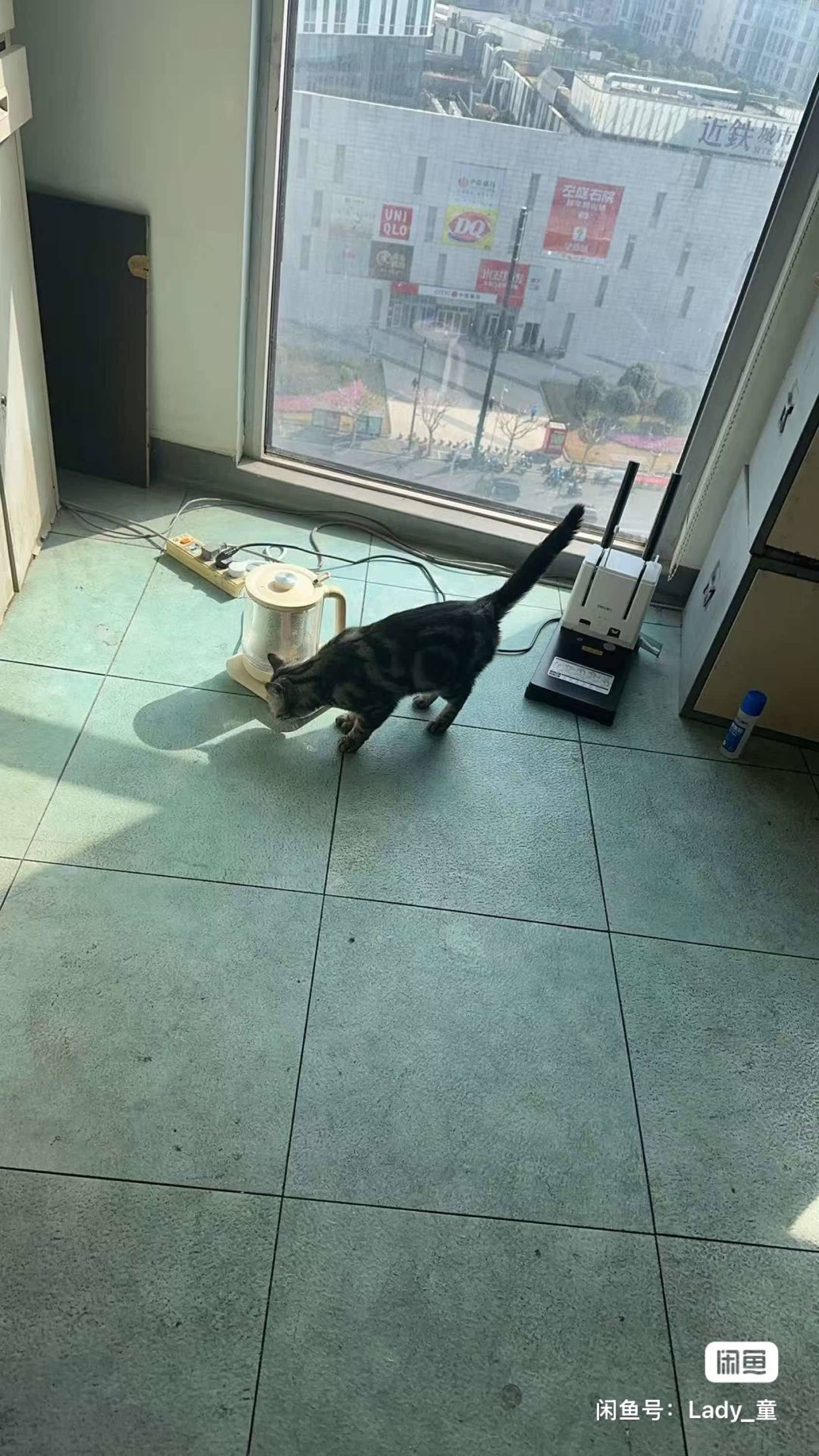 流浪猫找主人_2