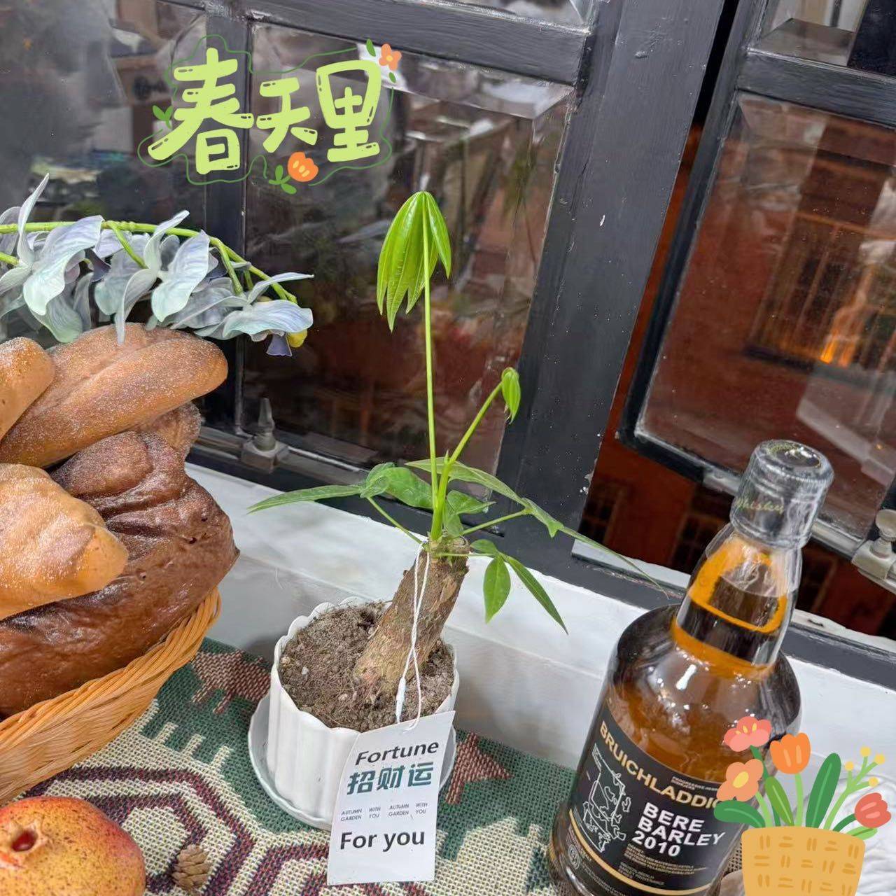 画室的招财树长势喜人～