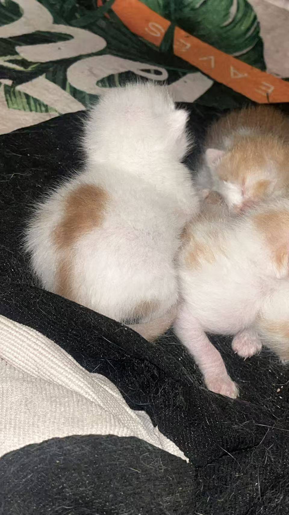 有人想要收养咪嘛