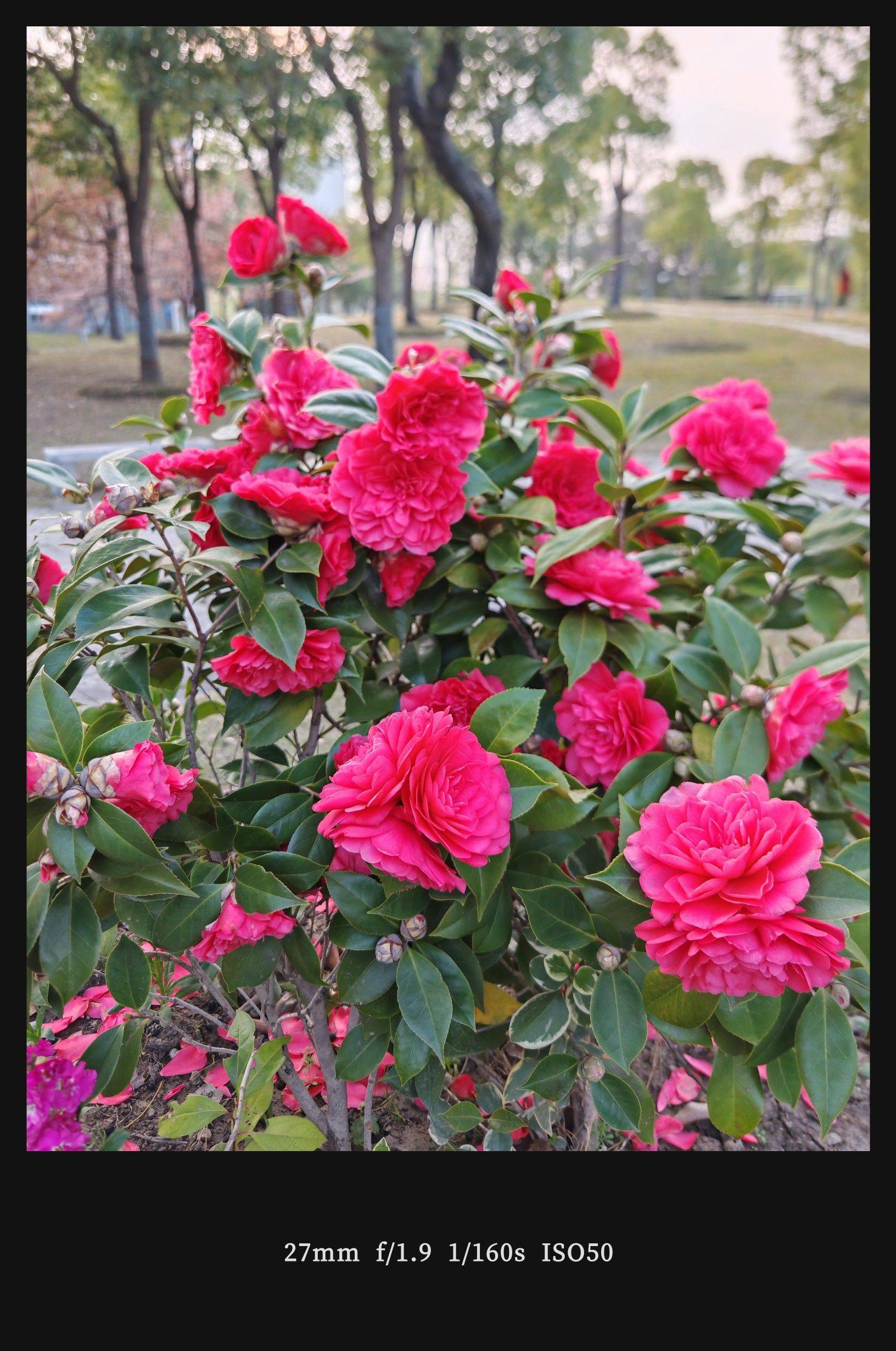  山茶花  粉红浪漫  花影婆娑 _0