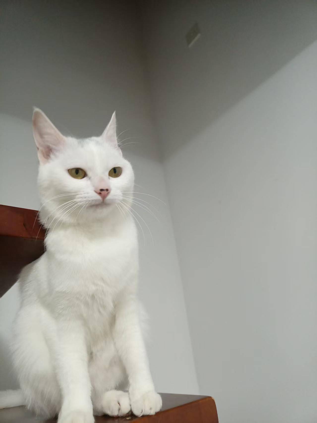 上海歪头杀小猫寻找领养人～_2