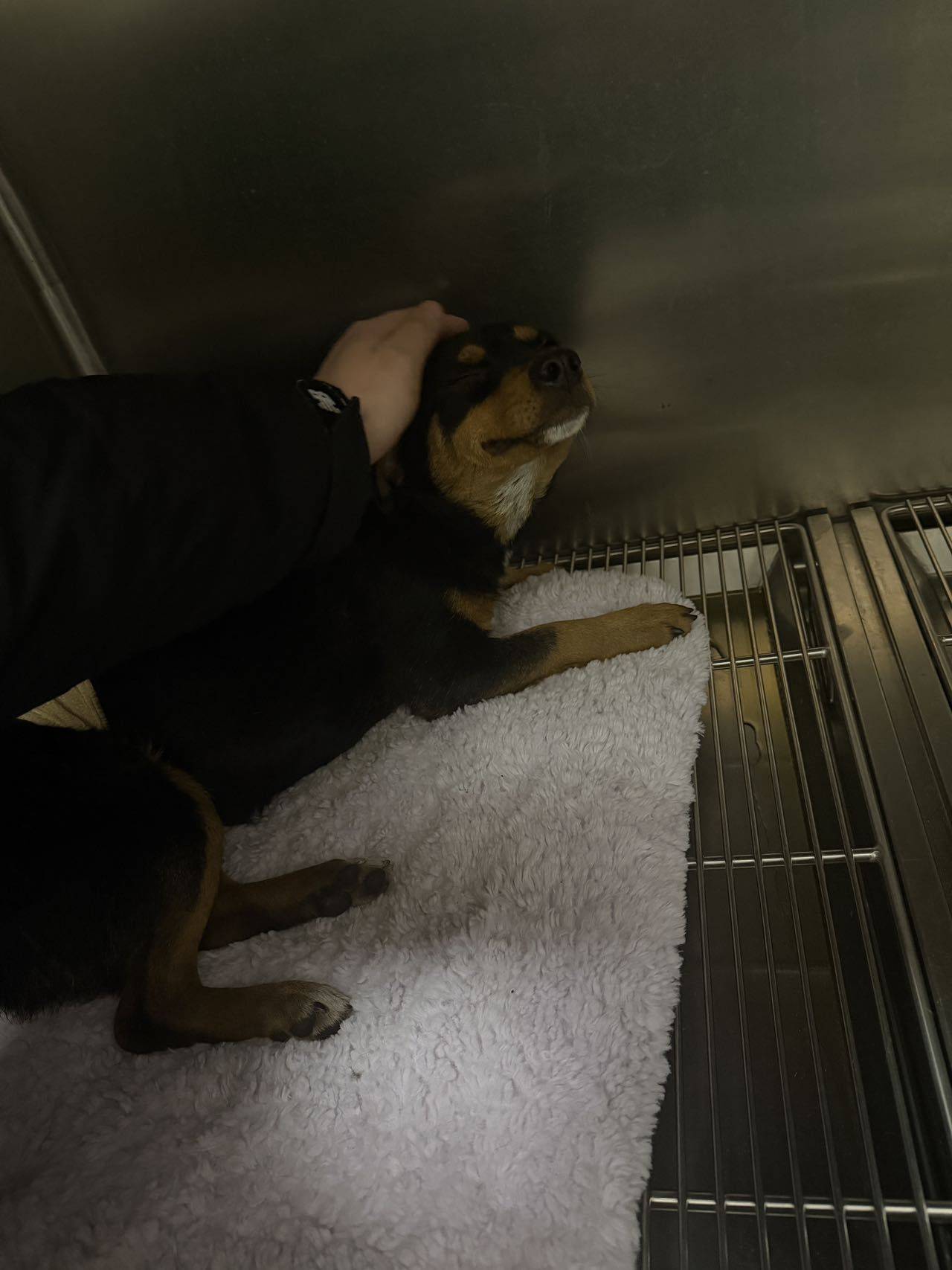 流浪小土狗就不配拥有一个家吗_3