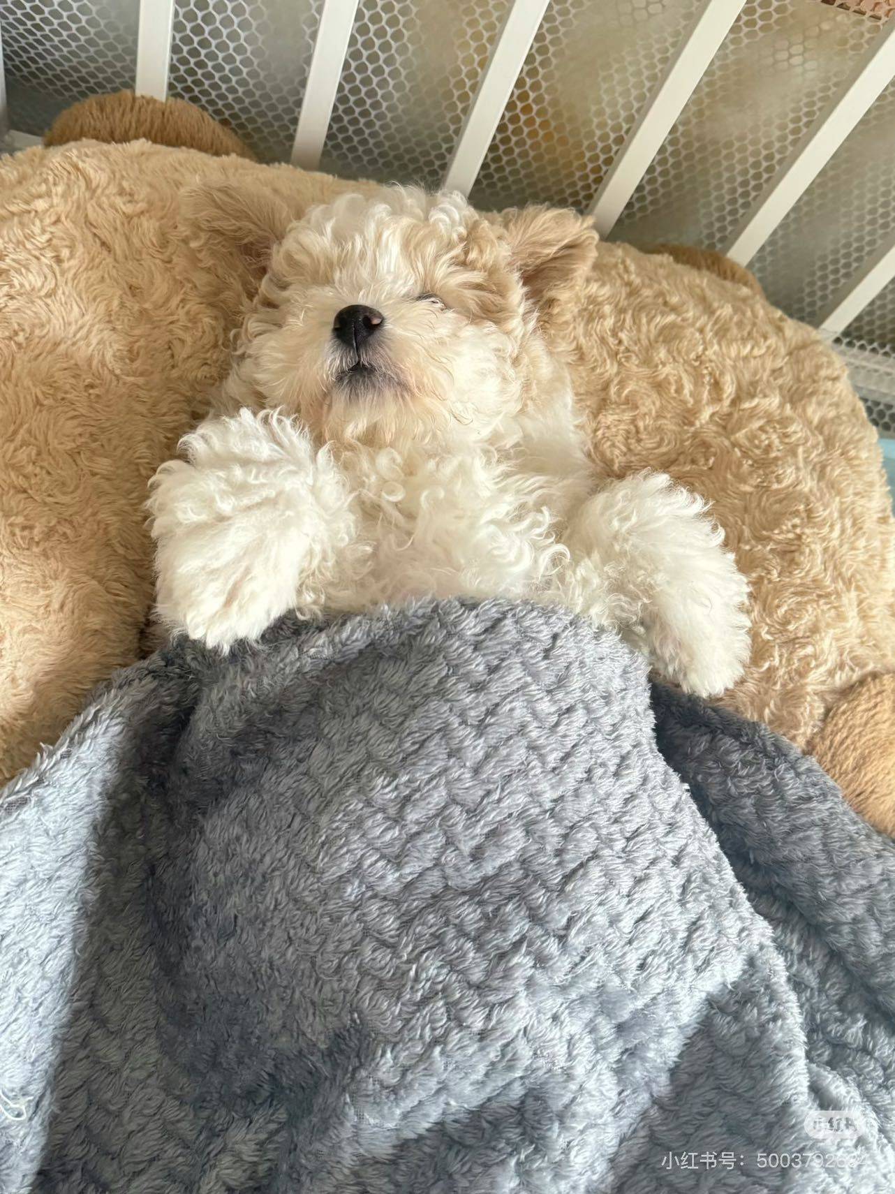 是谁还没有看过小狗睡觉