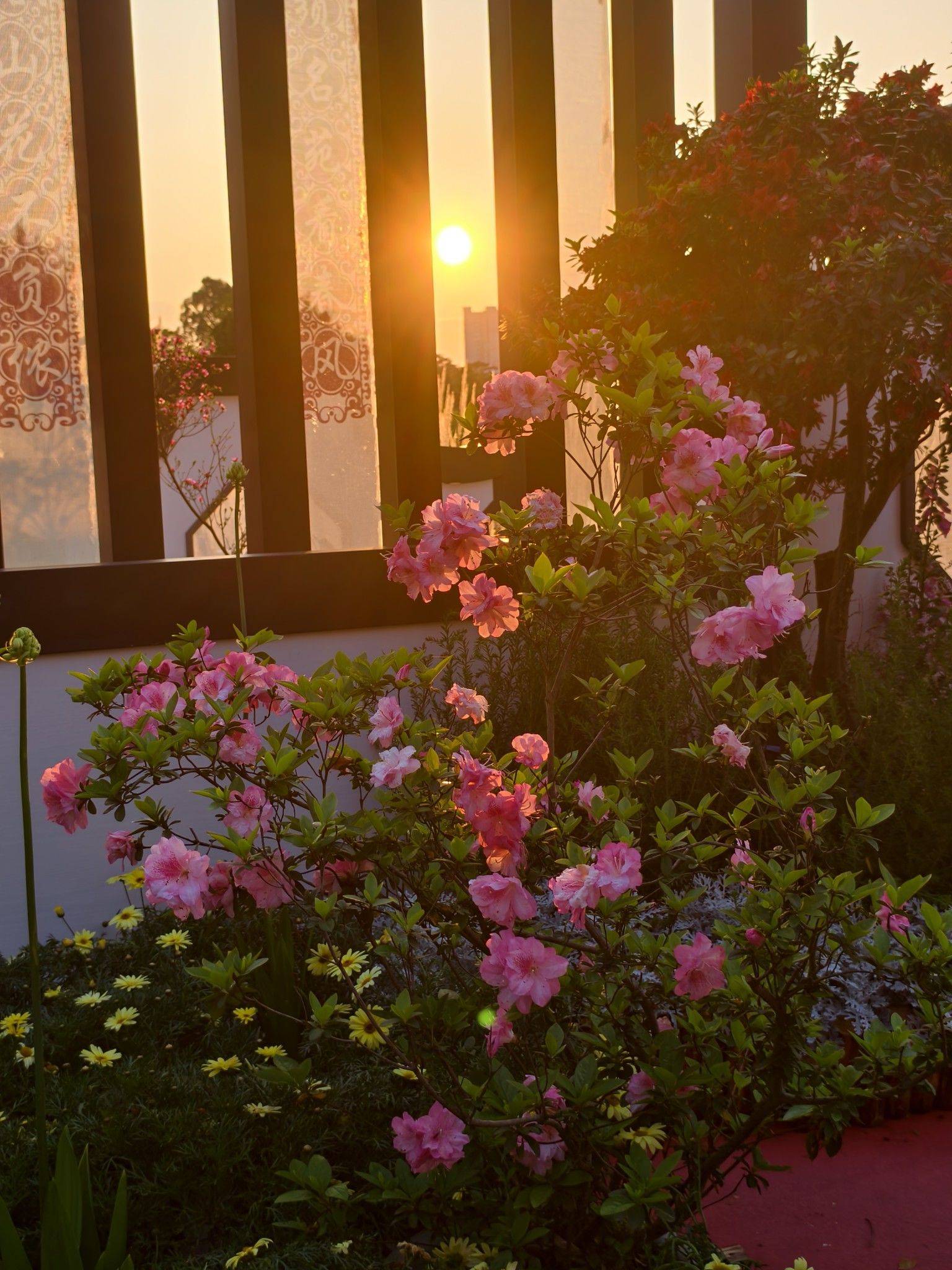 福州的春日浪漫～琴亭湖杜鹃花开了_2