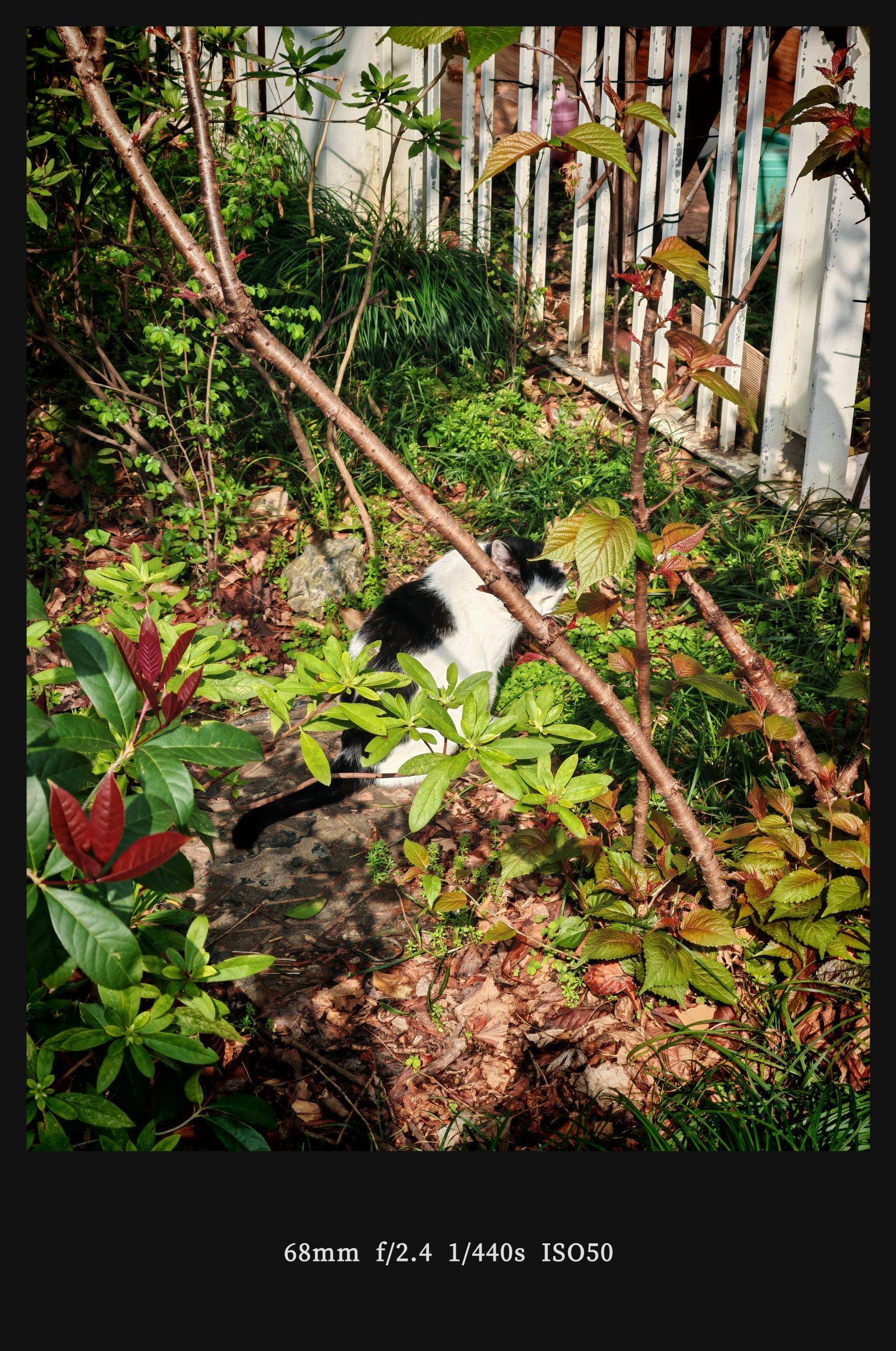  玉兰花开  春日限定  粉嫩绽放_4