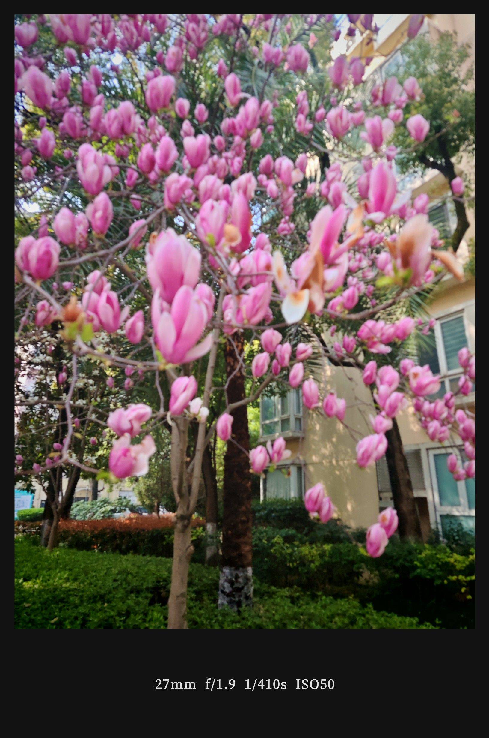  玉兰花开  春日限定  粉嫩绽放_1