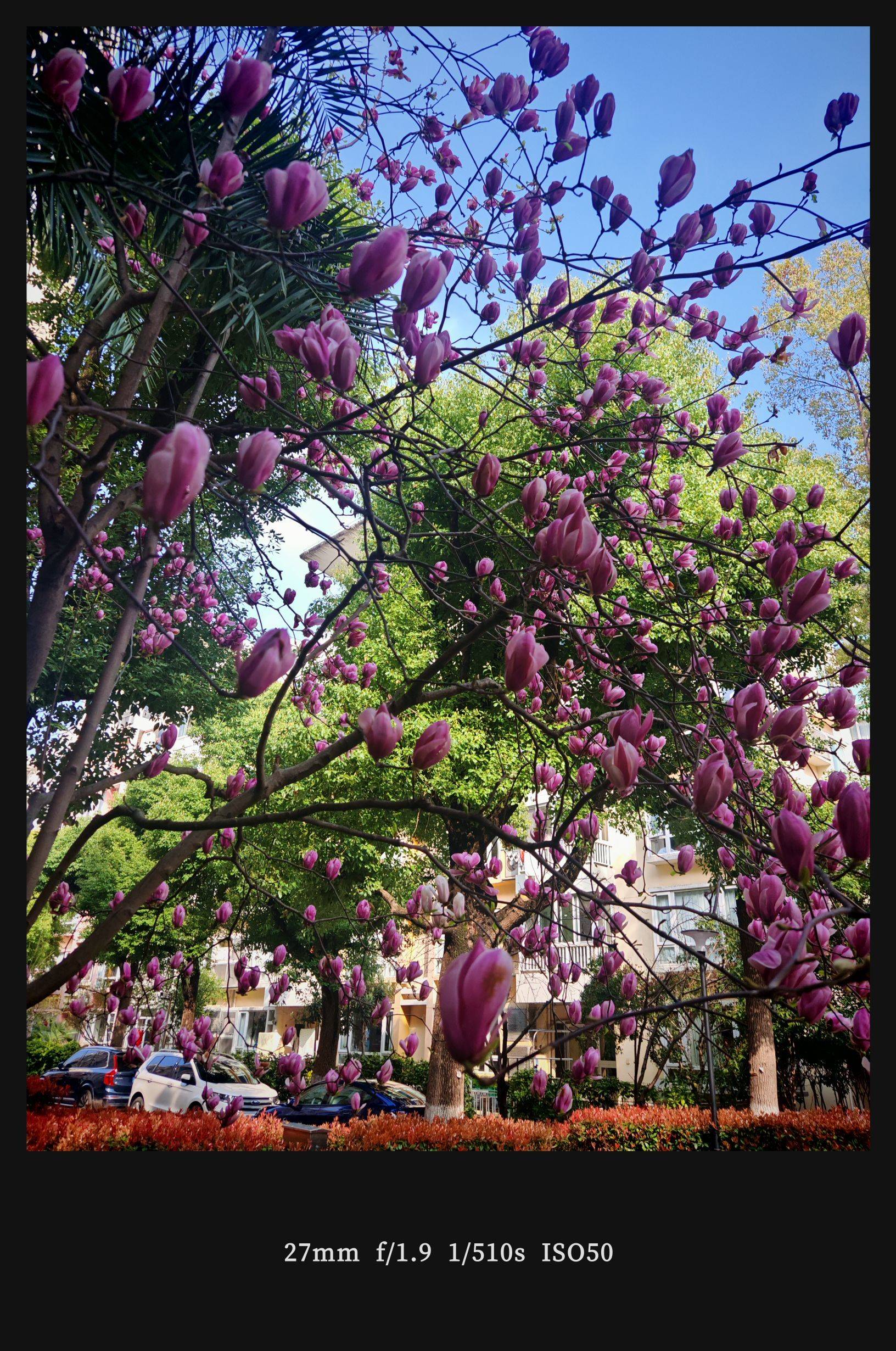  玉兰花开  春日限定  粉嫩绽放_2