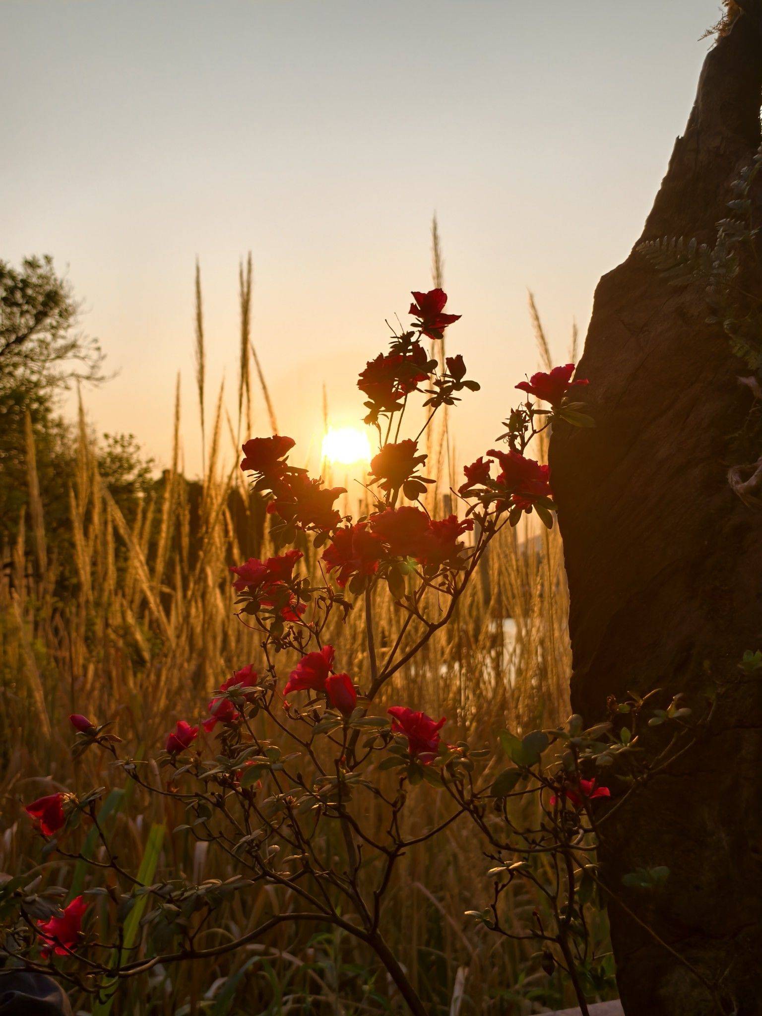福州的春日浪漫～琴亭湖杜鹃花开了_4
