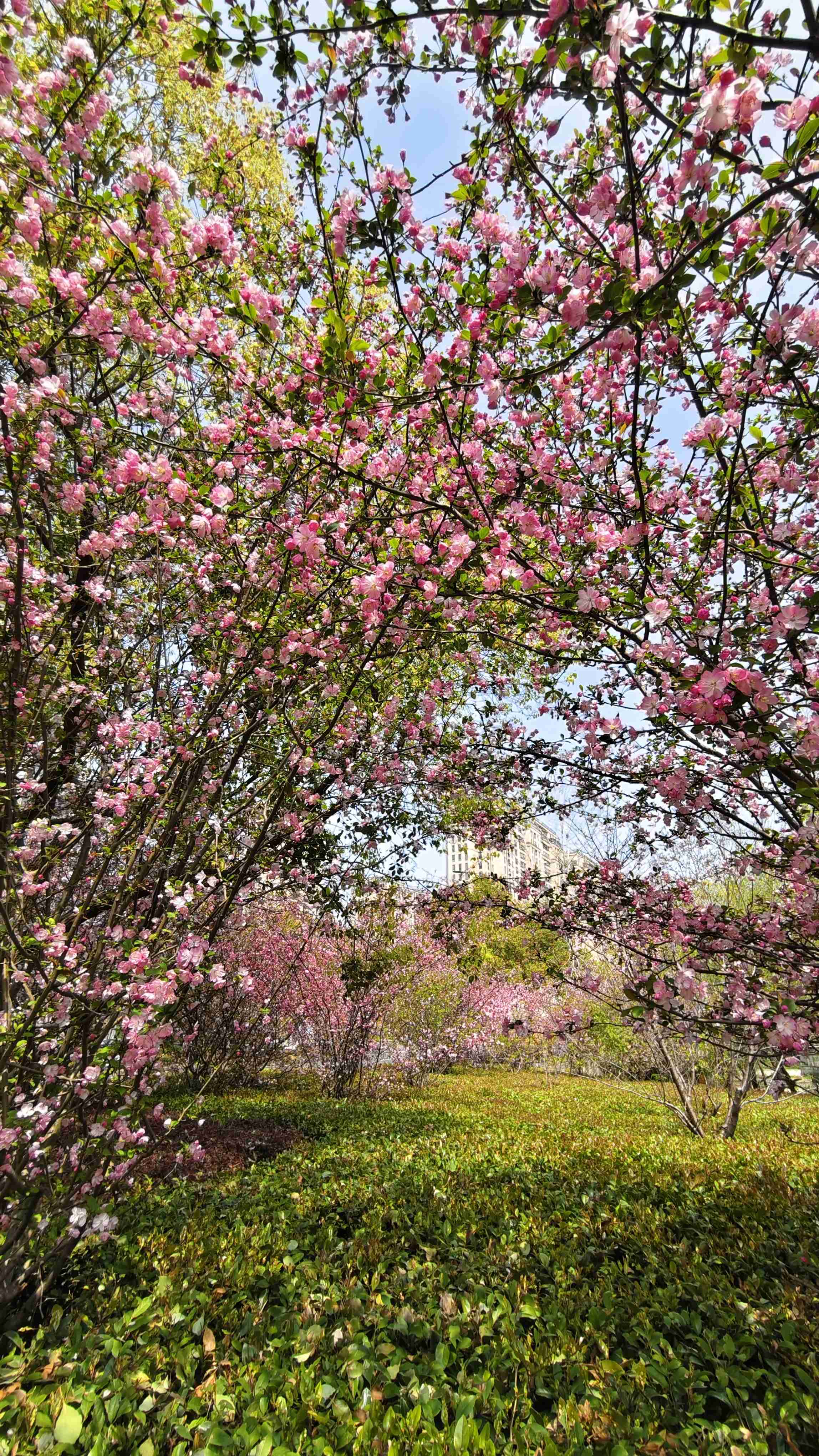 杭州随便一个绿化带就美得不像话
