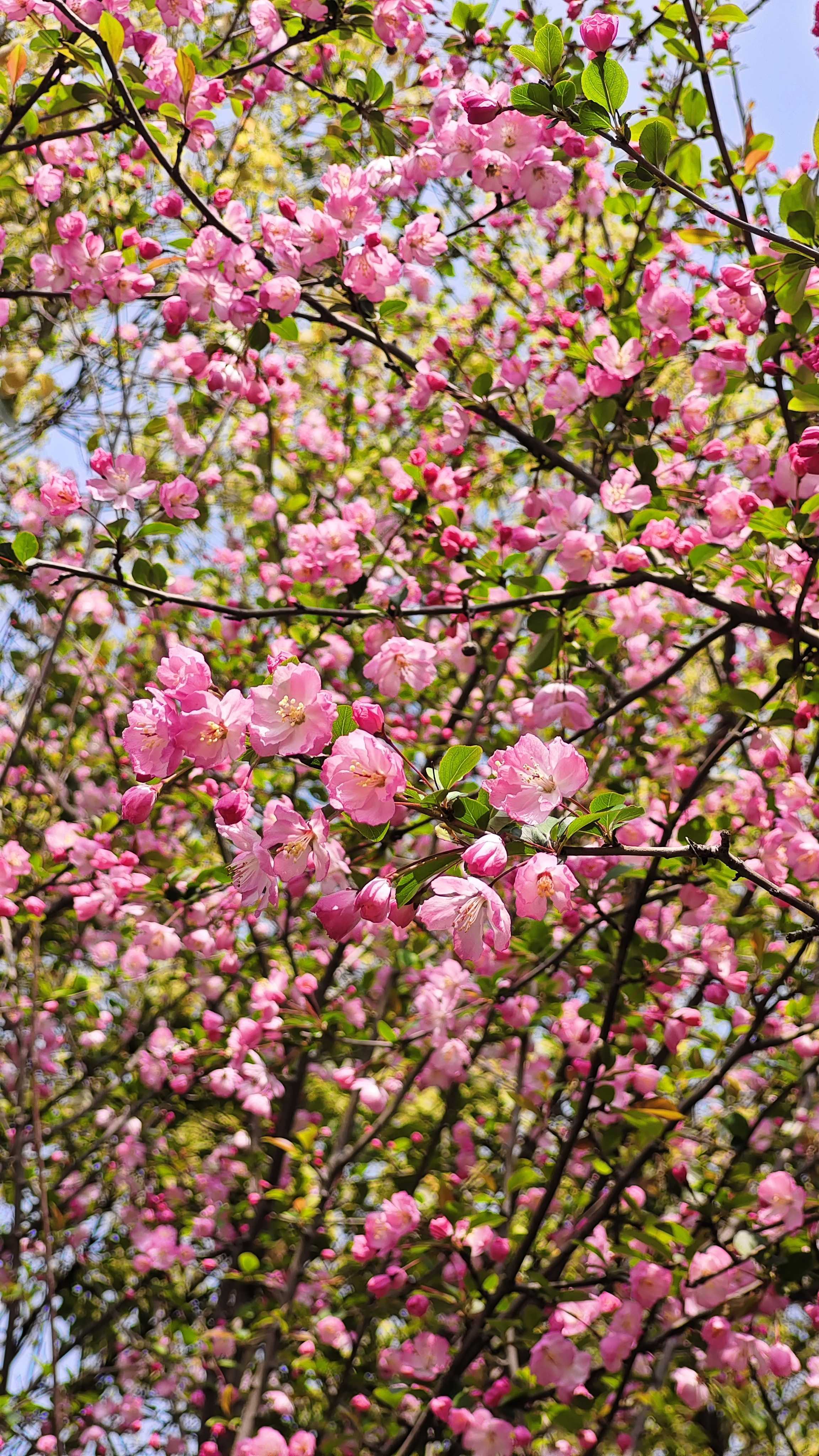 杭州随便一个绿化带就美得不像话_1