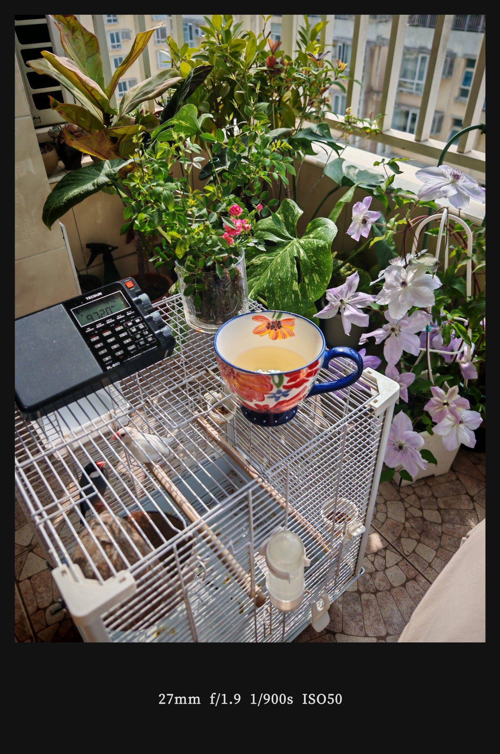  玉兰花开  春日限定  粉嫩绽放