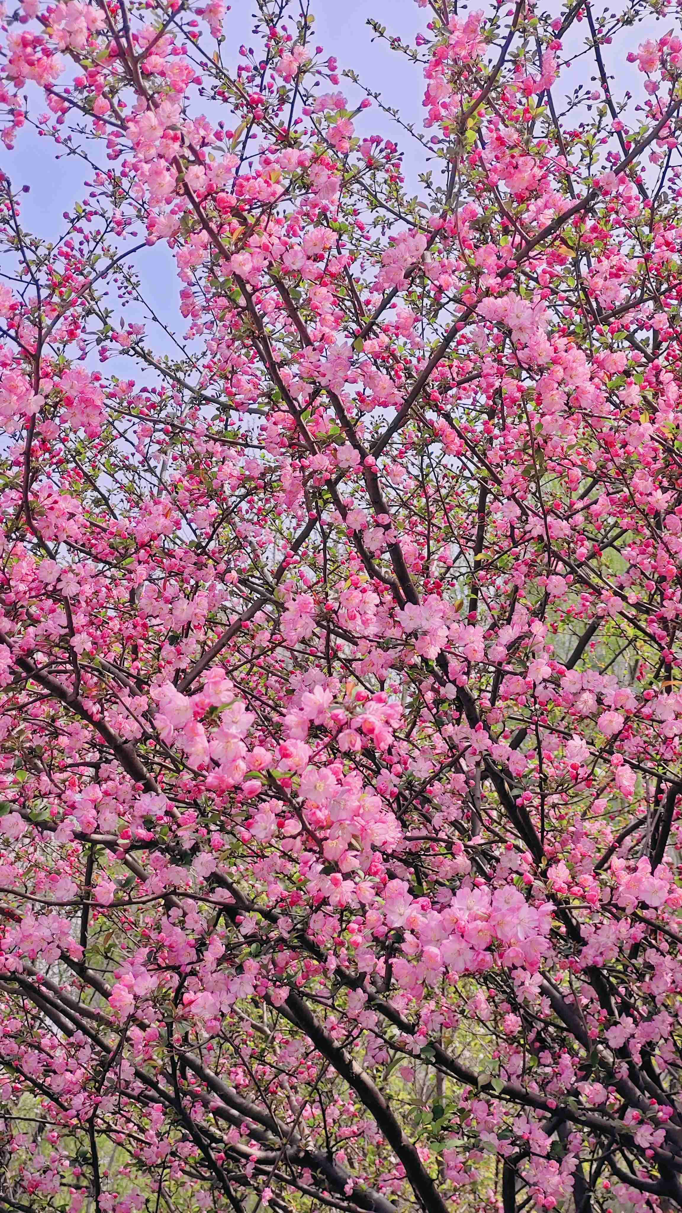 杭州随便一个绿化带就美得不像话_4