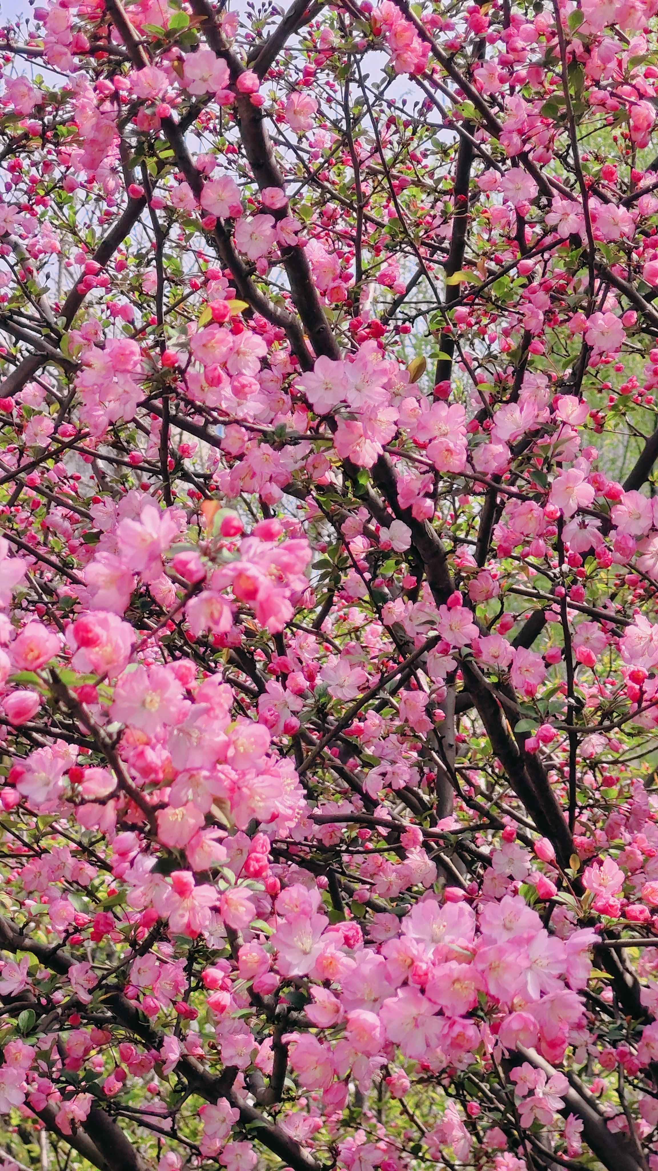 杭州随便一个绿化带就美得不像话_3