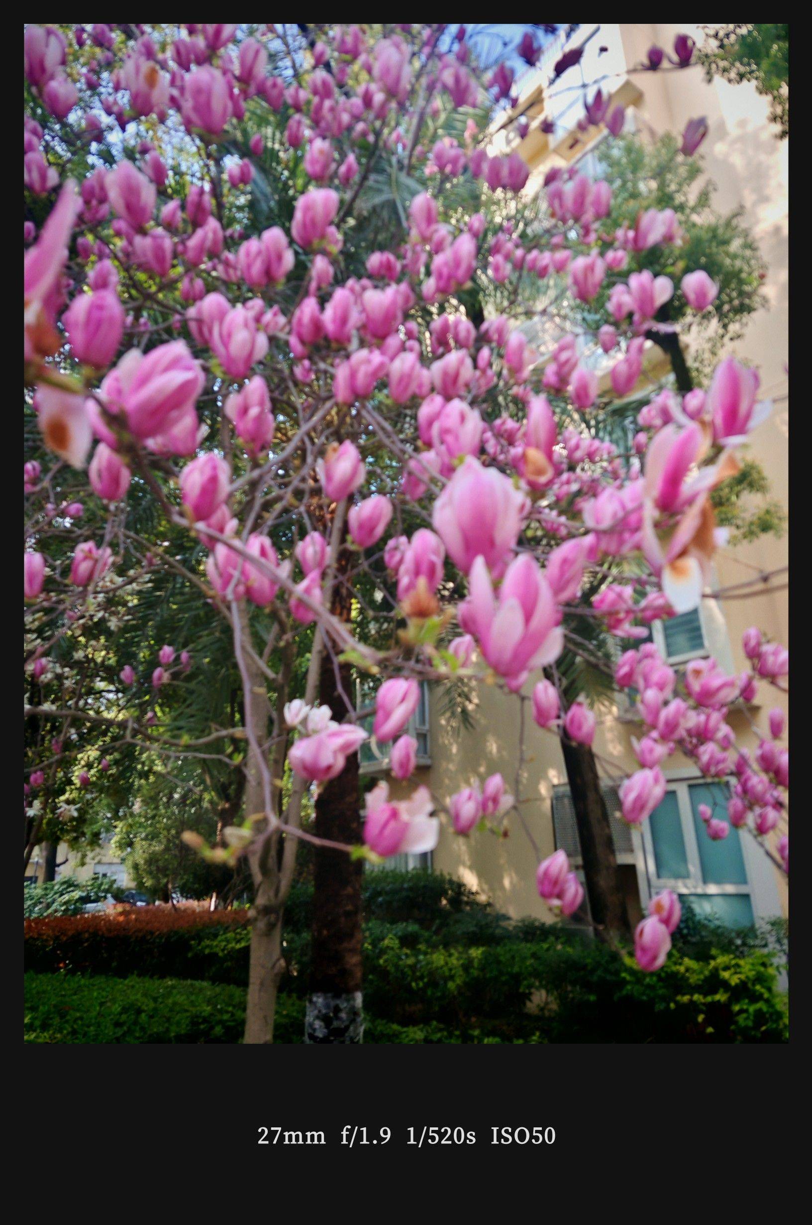  玉兰花开  春日限定  粉嫩绽放_0