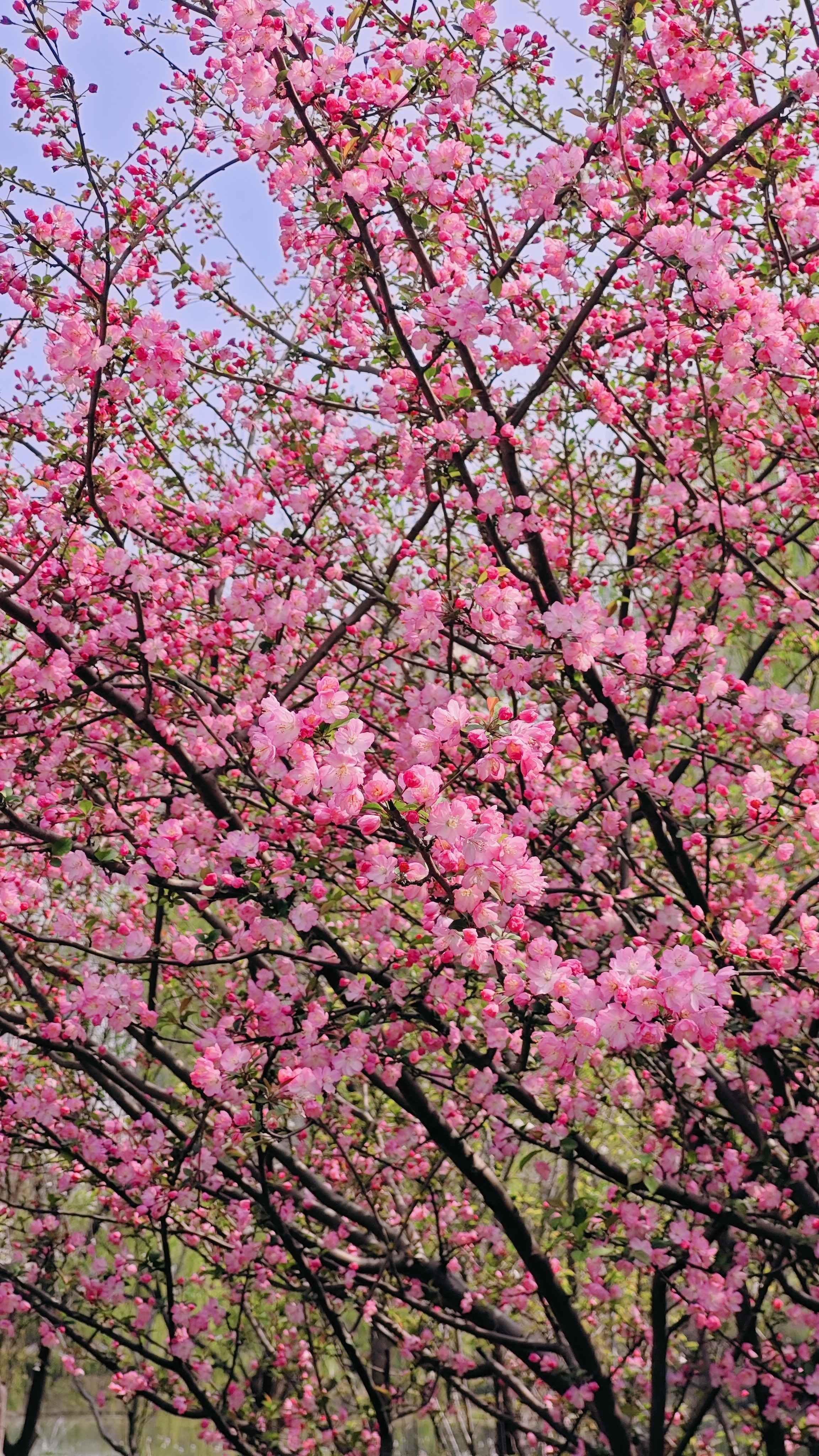 杭州随便一个绿化带就美得不像话_2