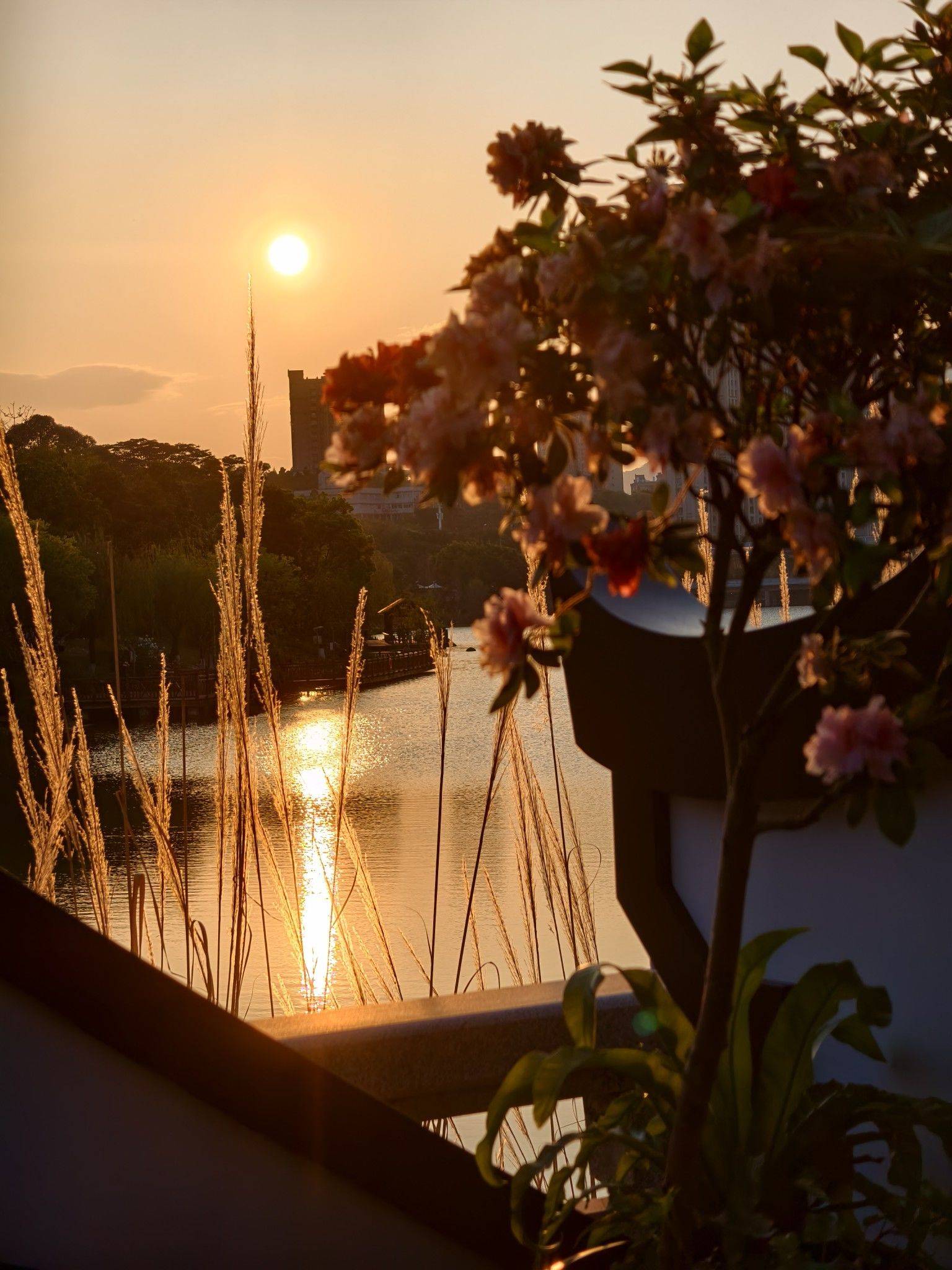 福州的春日浪漫～琴亭湖杜鹃花开了_3