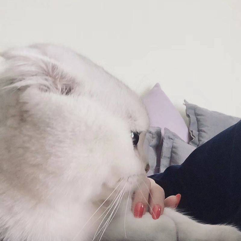 Looking for a foster home 猫咪找寄养_3