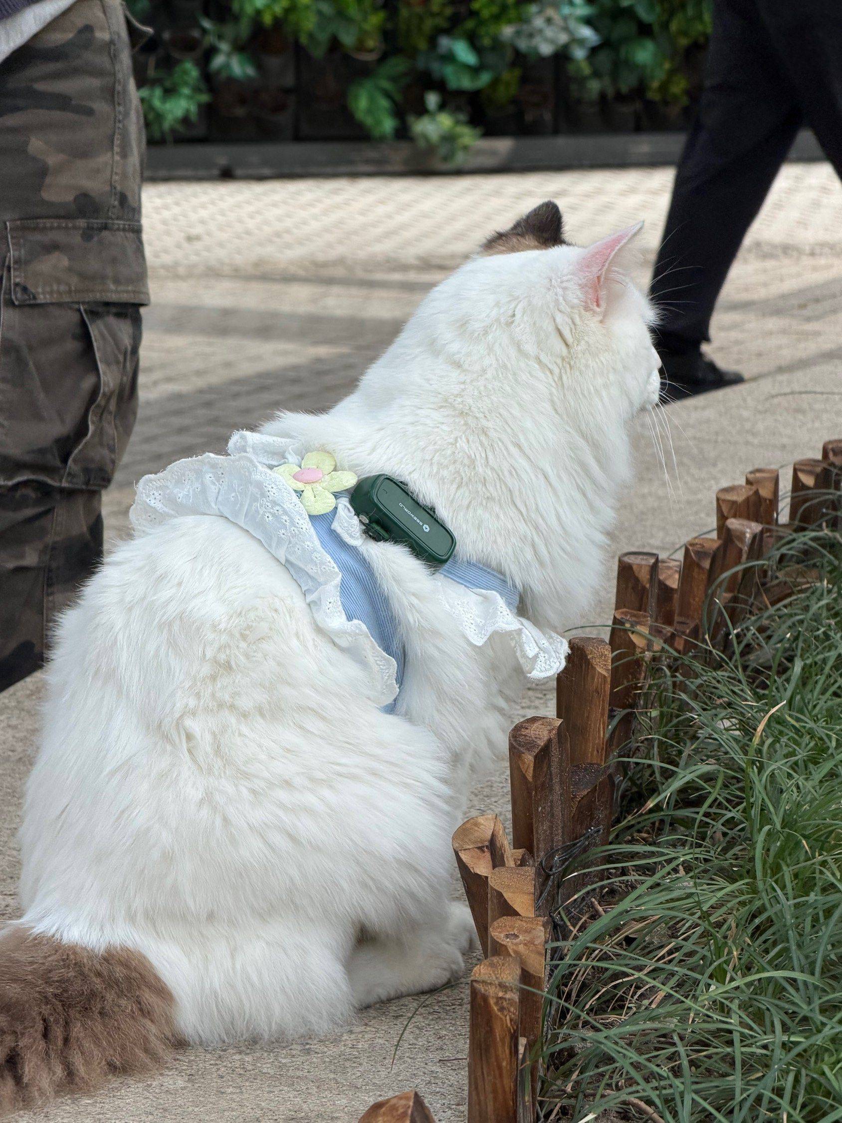 偶遇一只社会化程度很高的猫咪_1