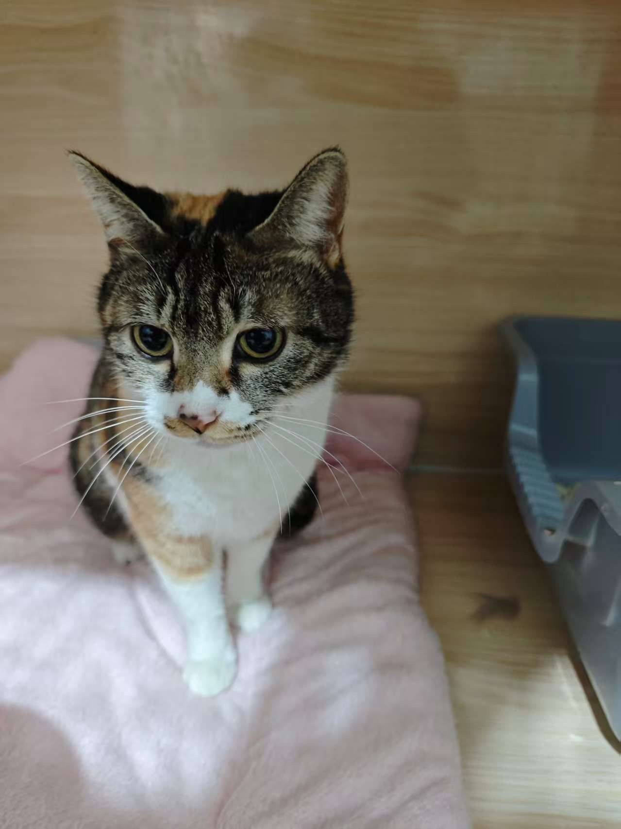 给流浪彩狸找个家_2