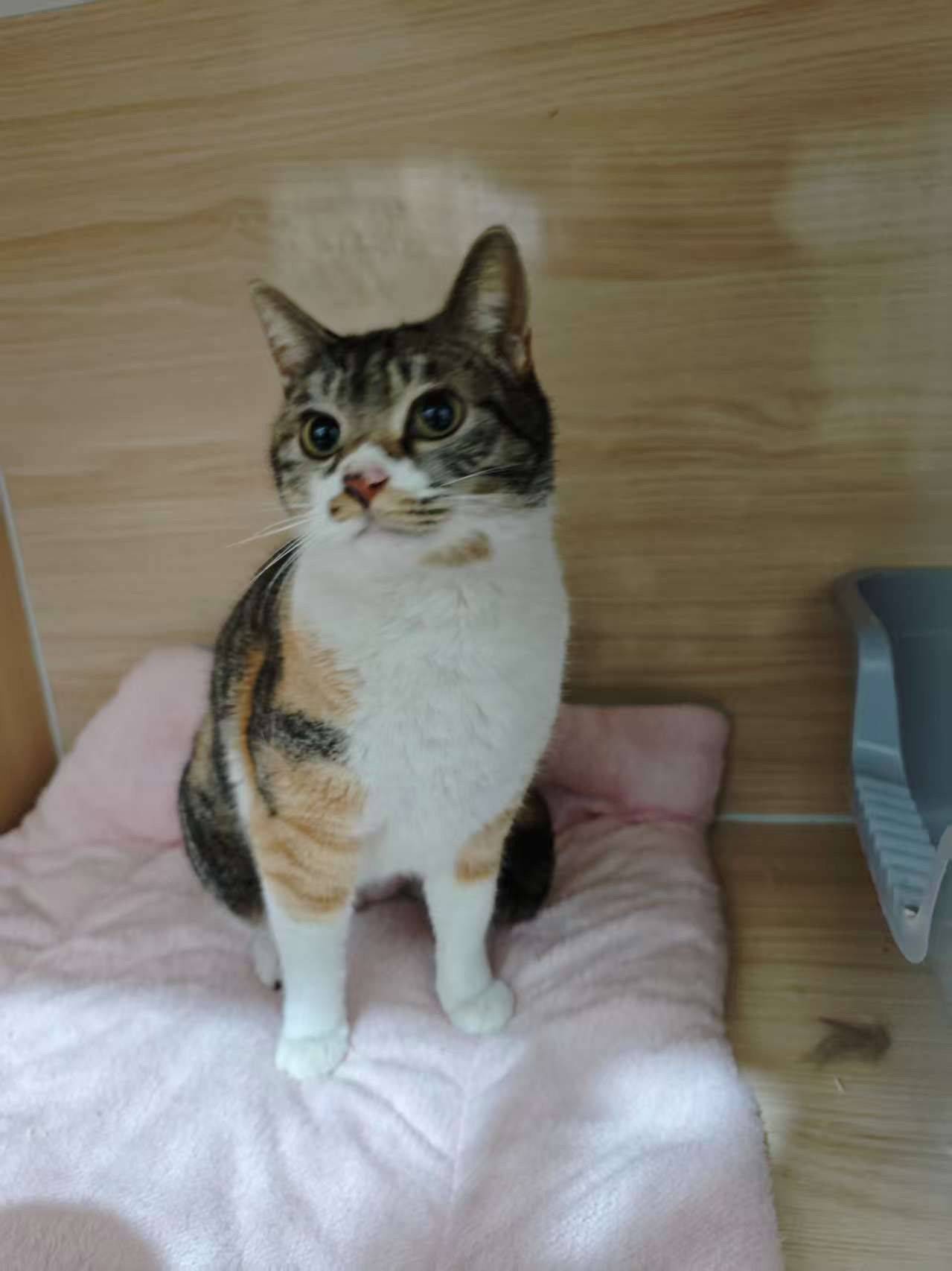 给流浪彩狸找个家