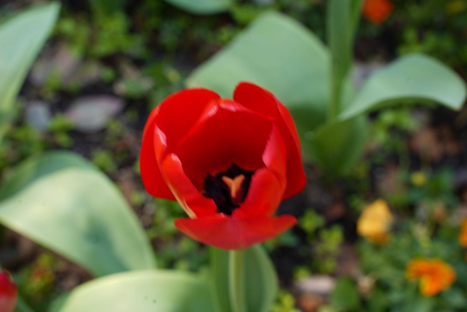  漫步大自然  花海  春日限定 _2