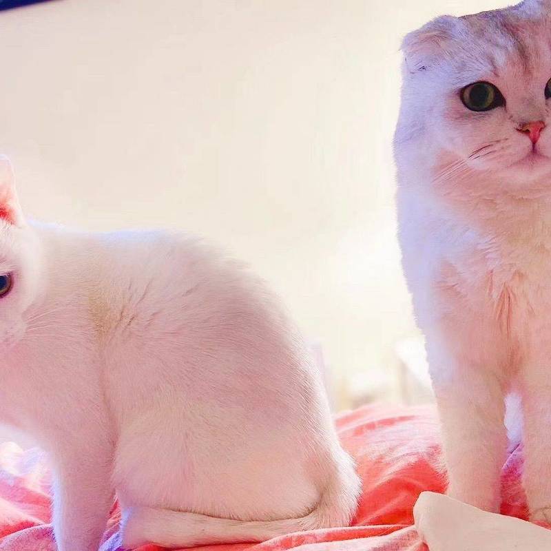 Looking for a foster home 猫咪找寄养_4