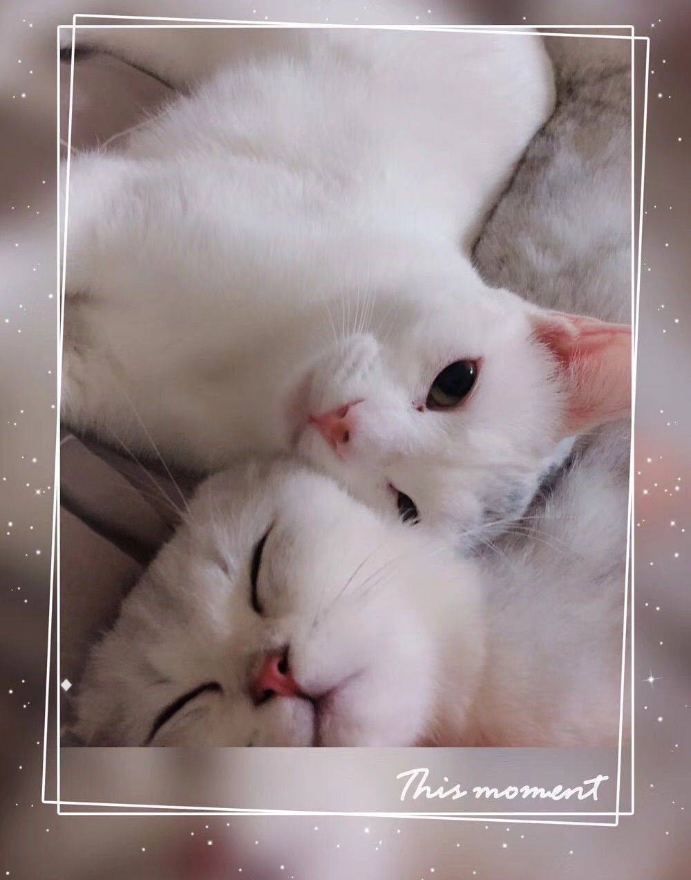 Looking for a foster home 猫咪找寄养