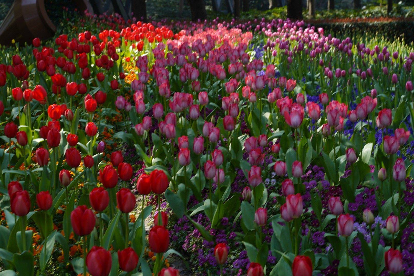  漫步大自然  花海  春日限定 _1