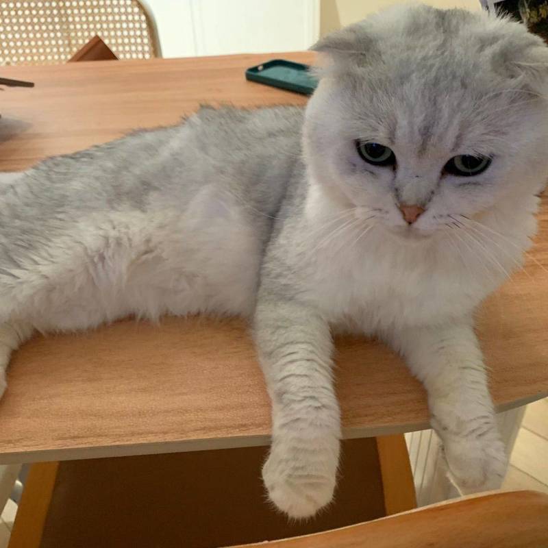 Looking for a foster home 猫咪找寄养_1