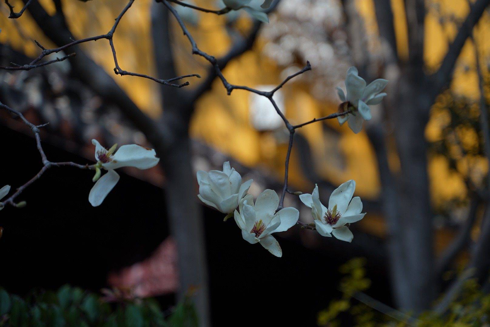  漫步大自然  花海  春日限定 _4