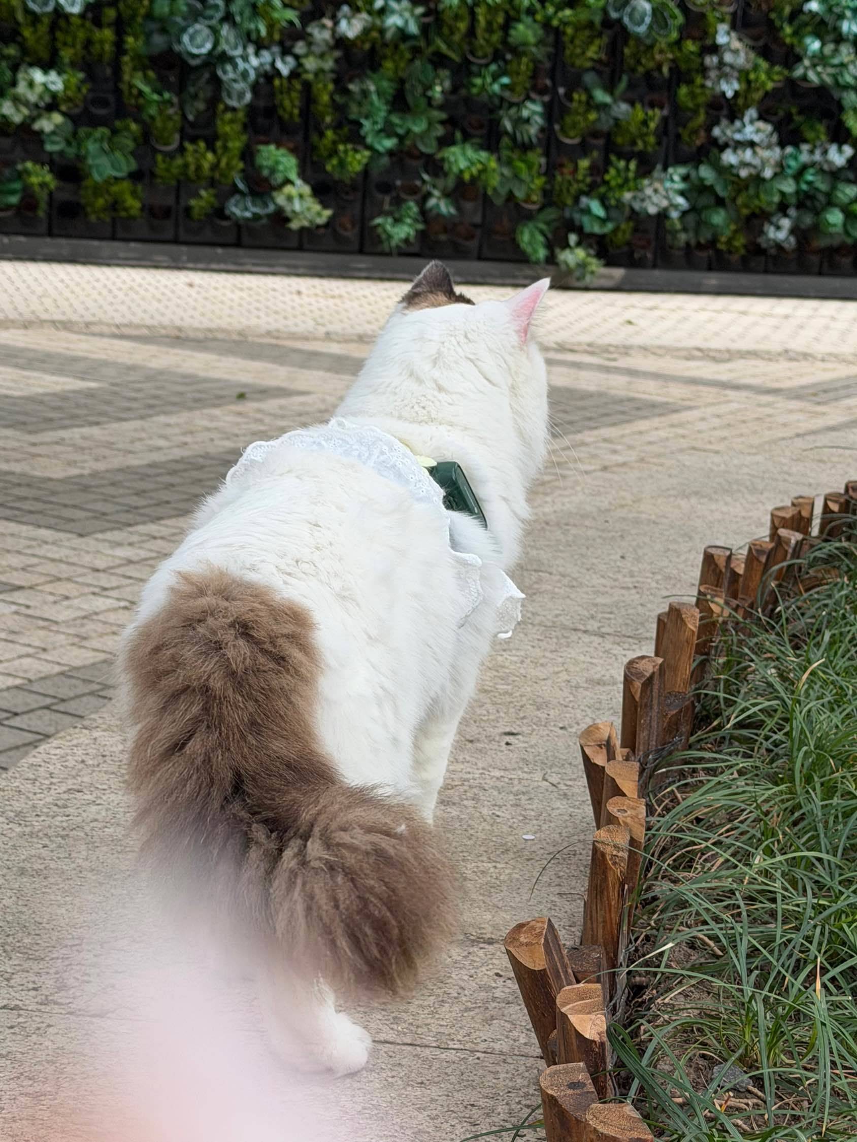 偶遇一只社会化程度很高的猫咪