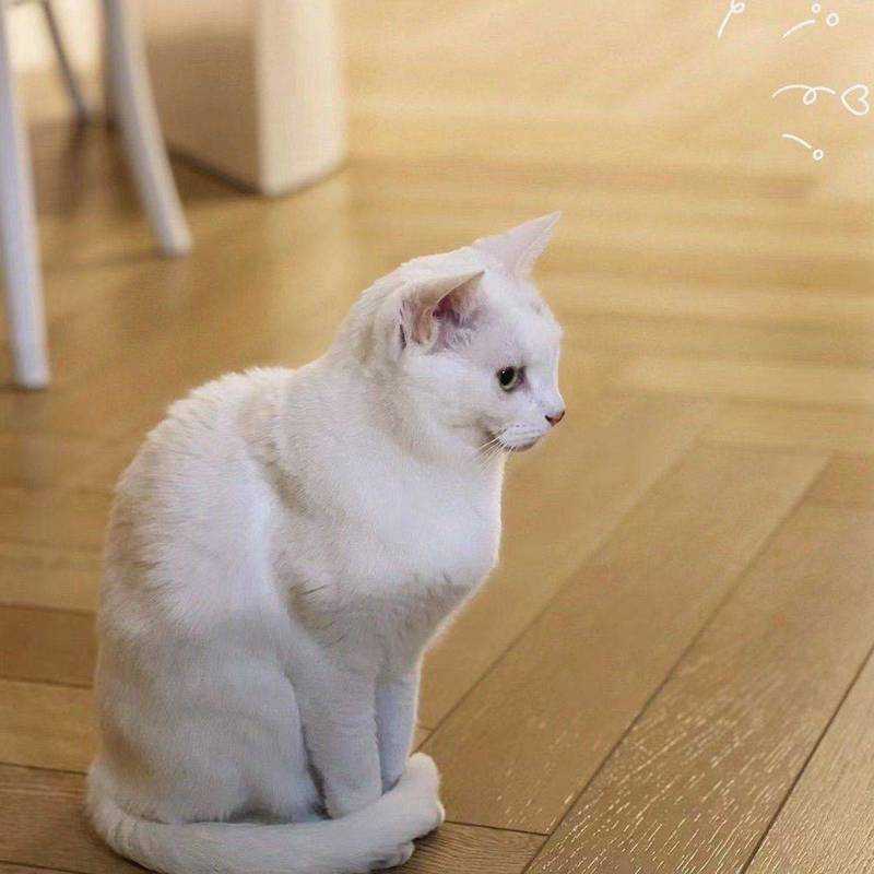 Looking for a foster home 猫咪找寄养_2