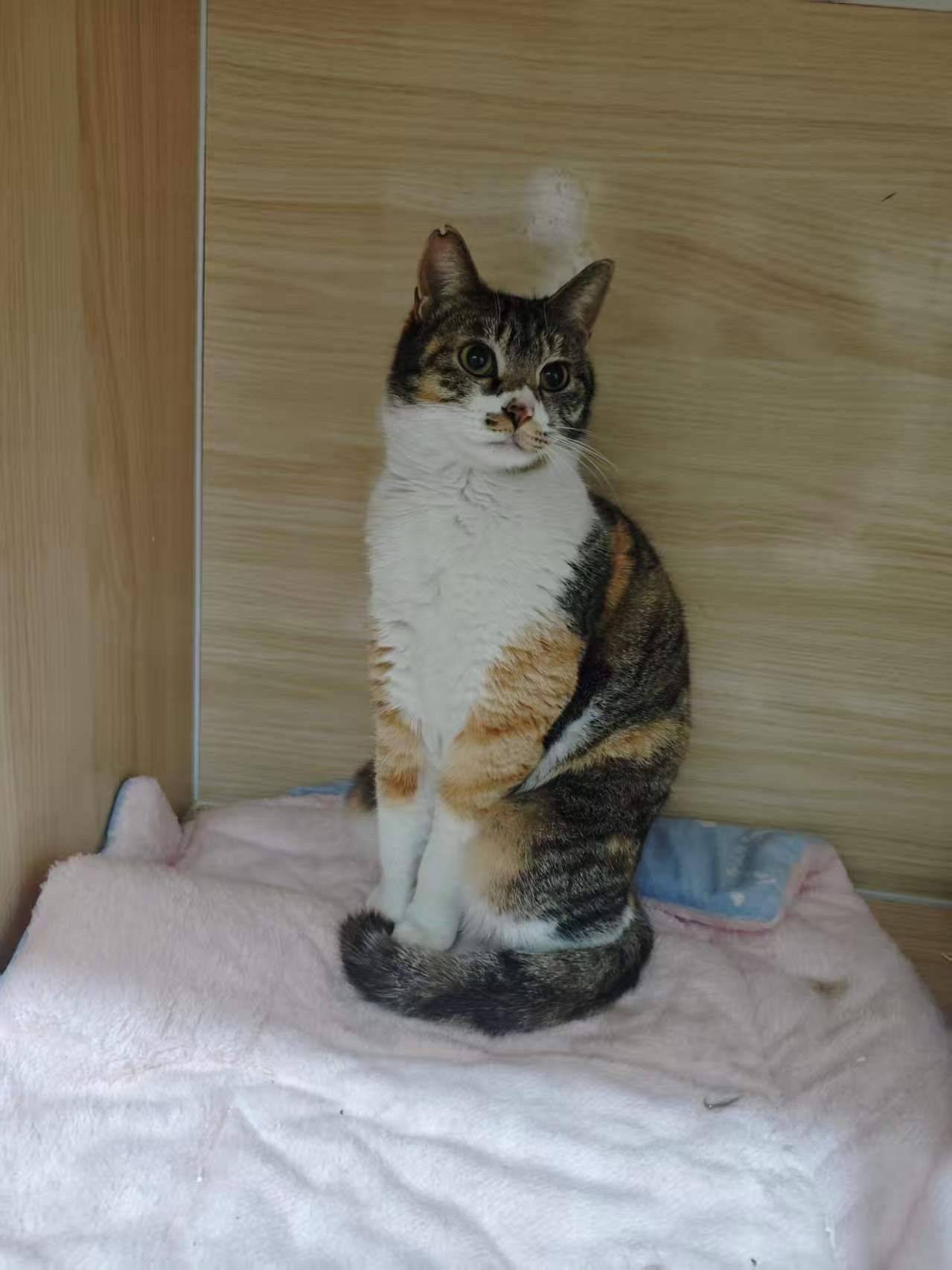 给流浪彩狸找个家_1