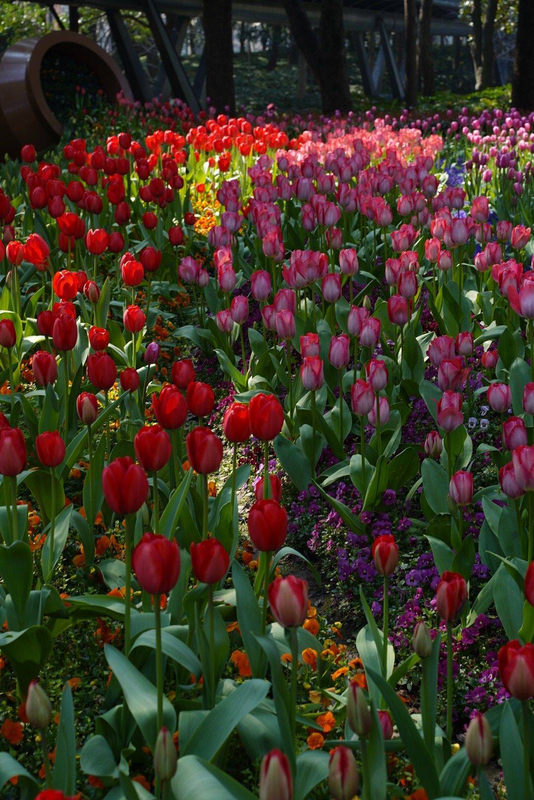  漫步大自然  花海  春日限定 