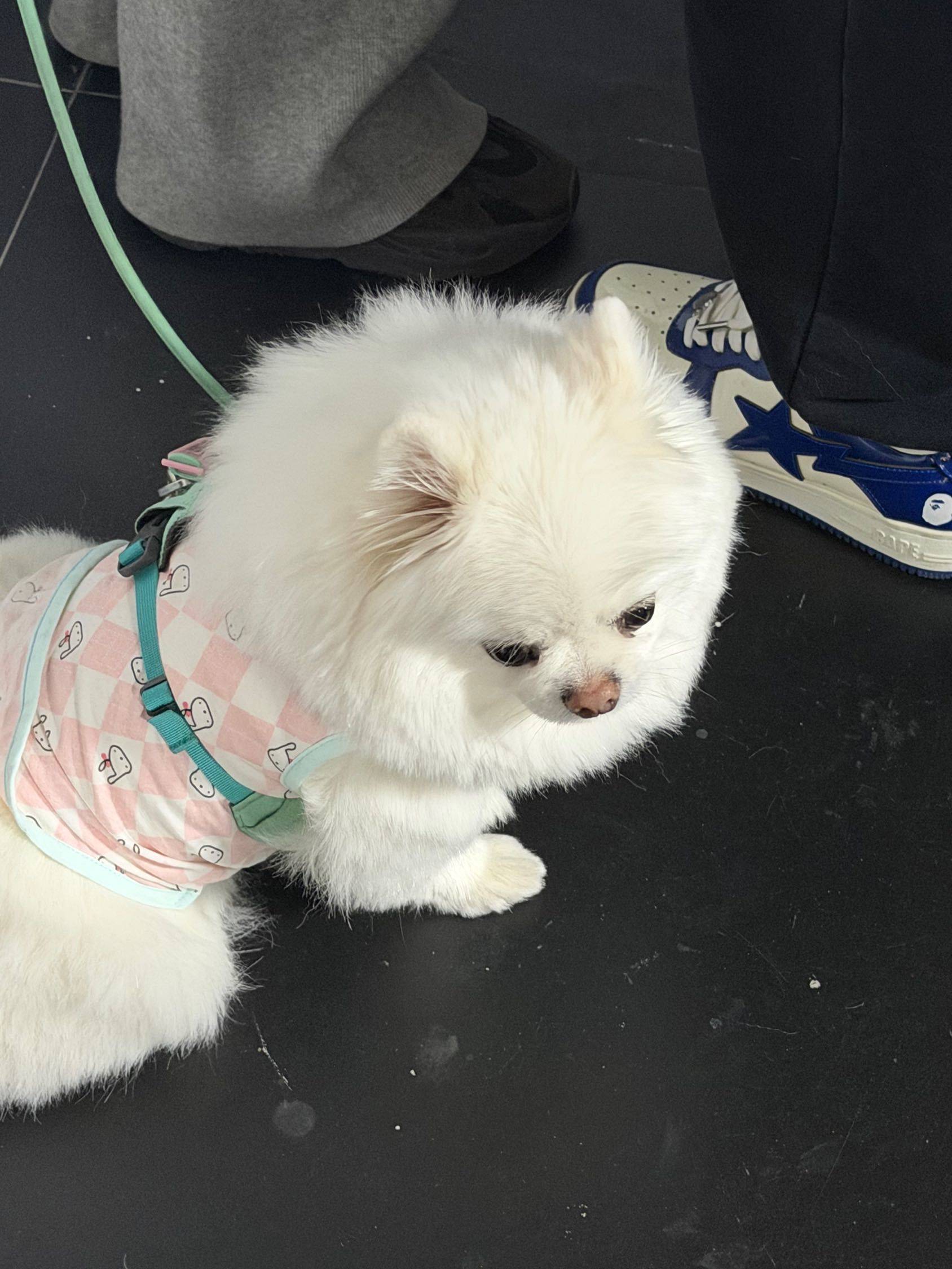 小狗党过来集合