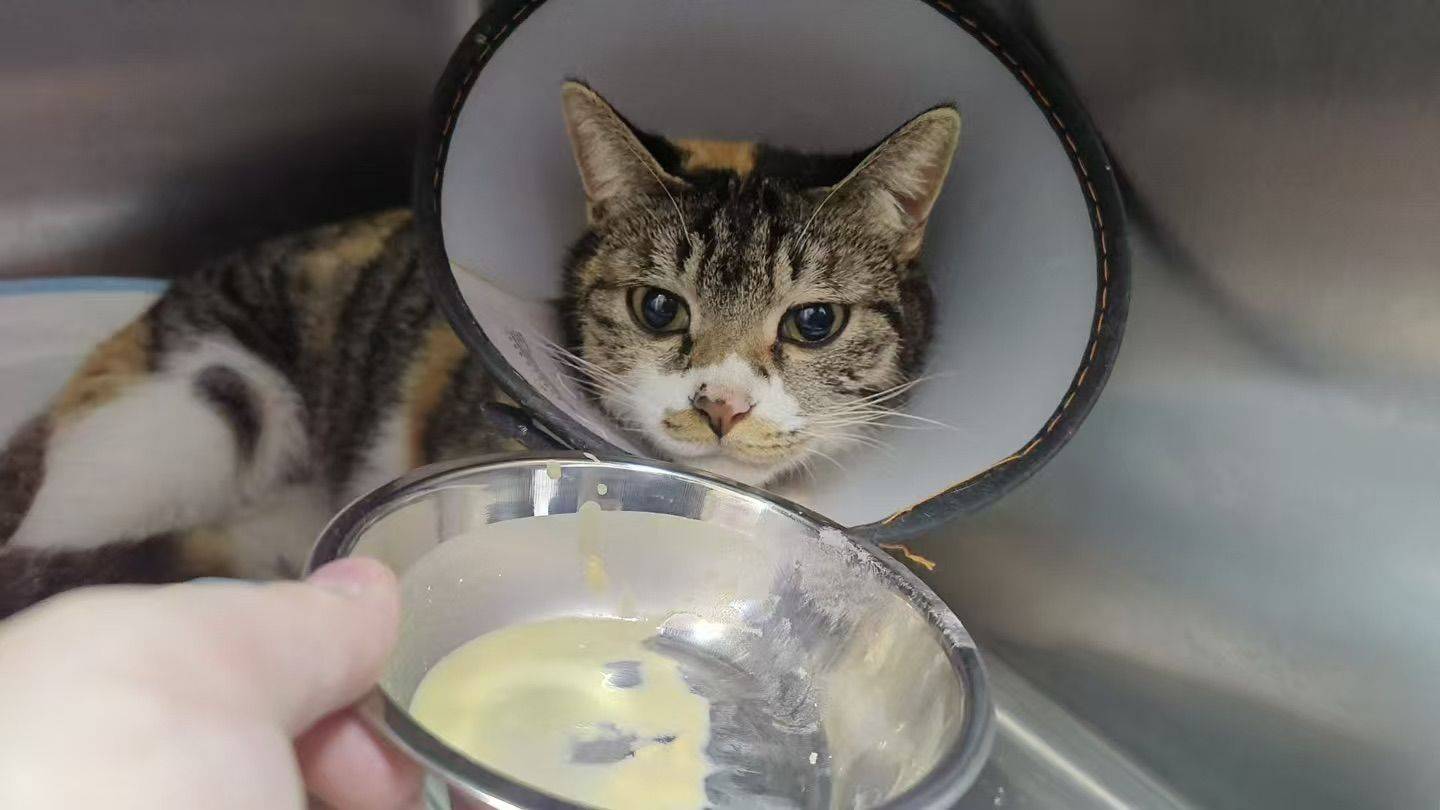 给流浪彩狸找个家_3