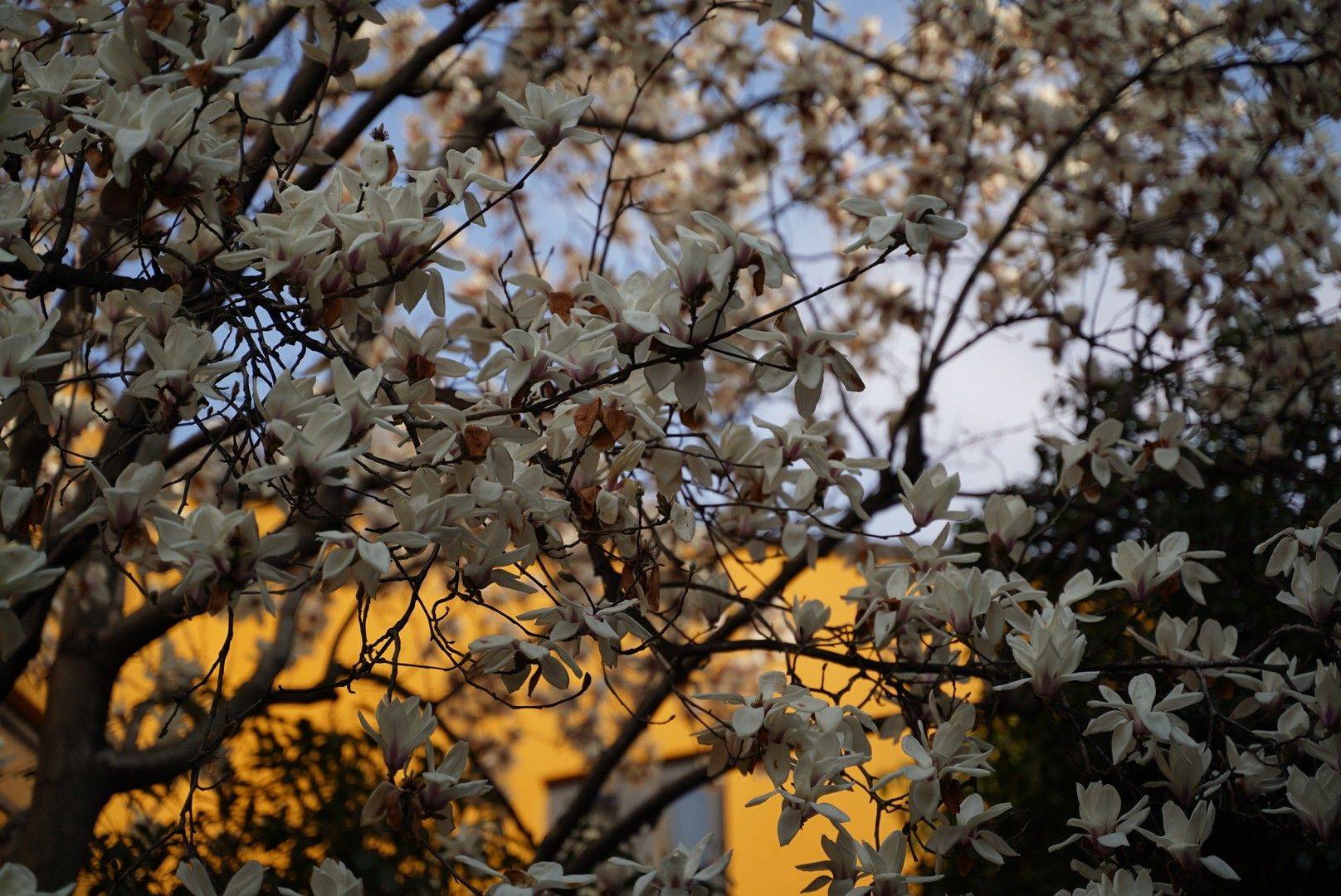  漫步大自然  花海  春日限定 _3