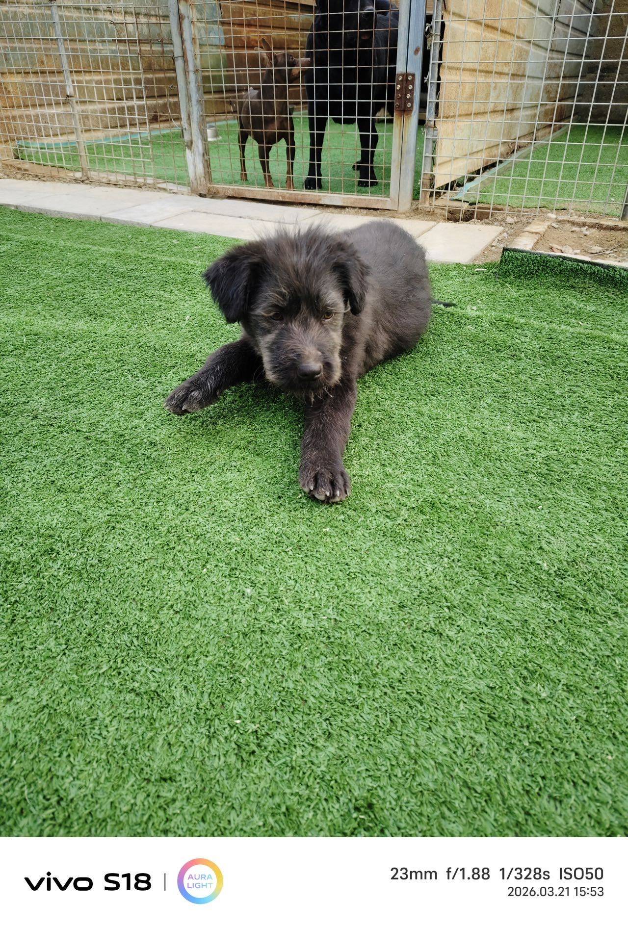 北京昌平黑色无偿领养黑色小狗_3