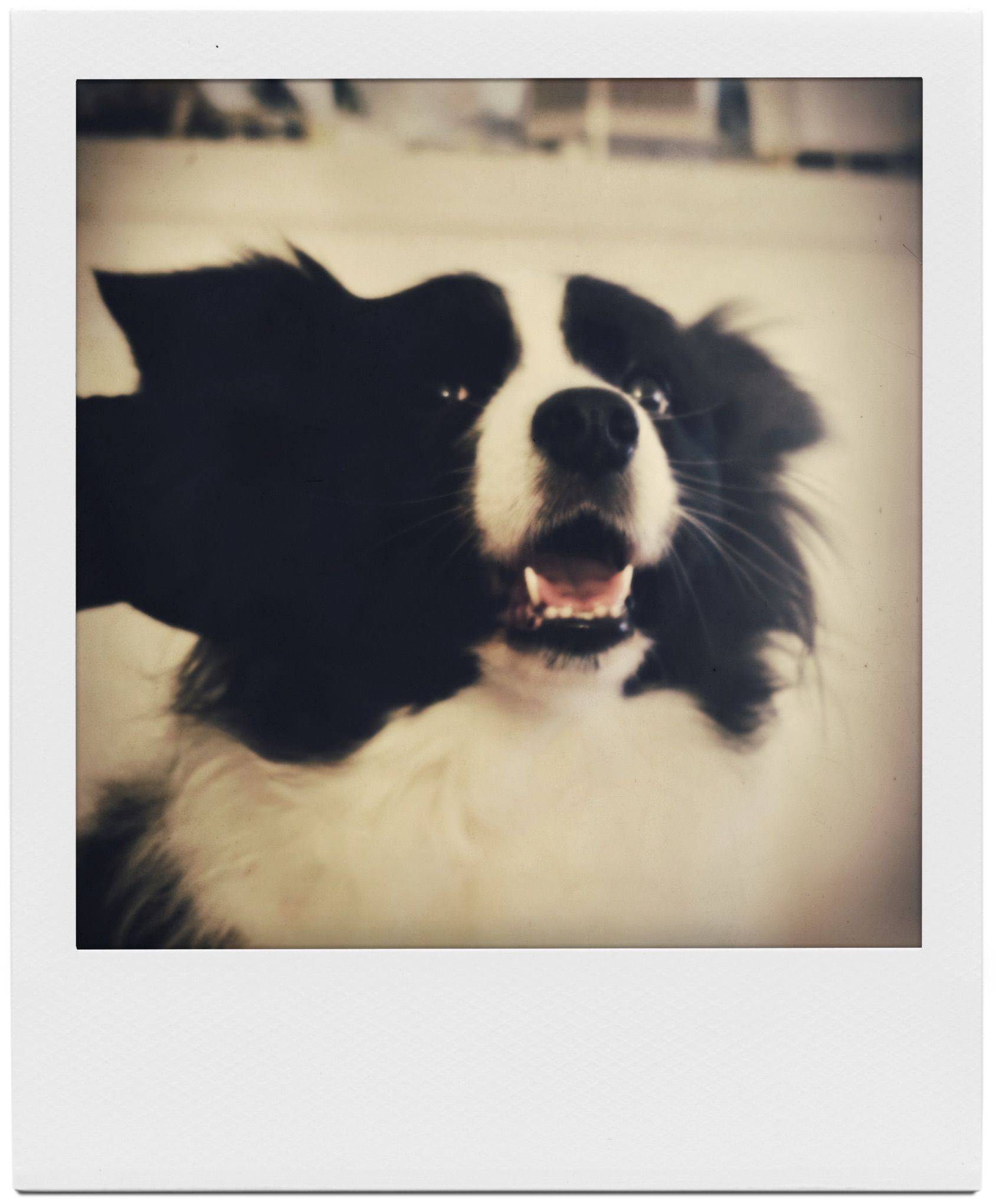 给小狗加上宝丽来滤镜_2