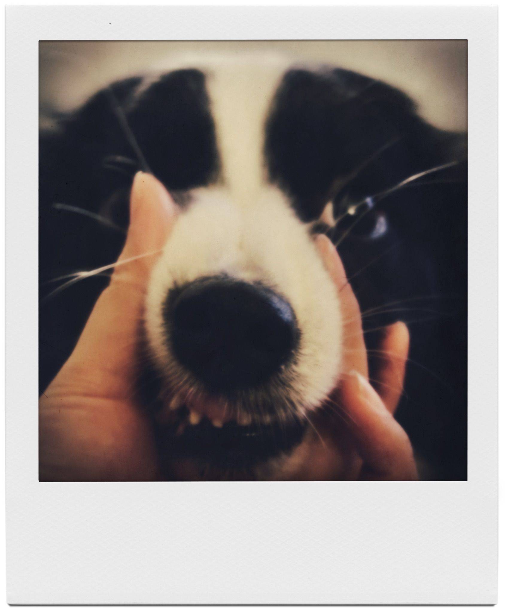 给小狗加上宝丽来滤镜_1