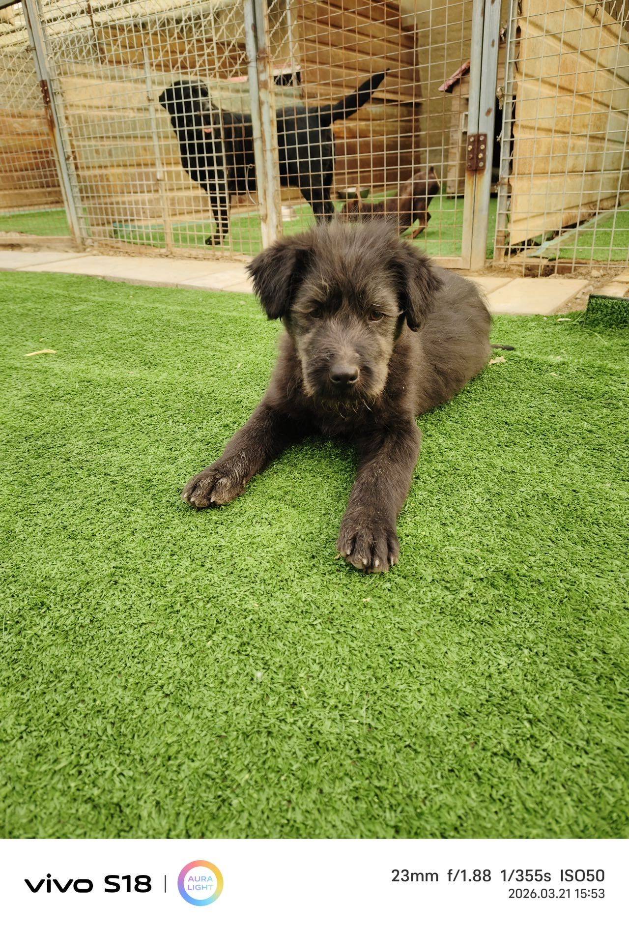 北京昌平黑色无偿领养黑色小狗_2