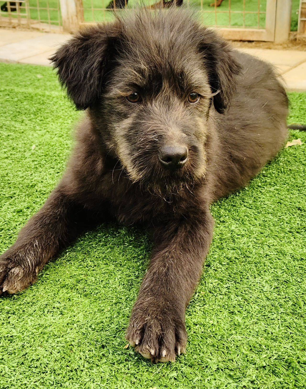 北京昌平黑色无偿领养黑色小狗_1