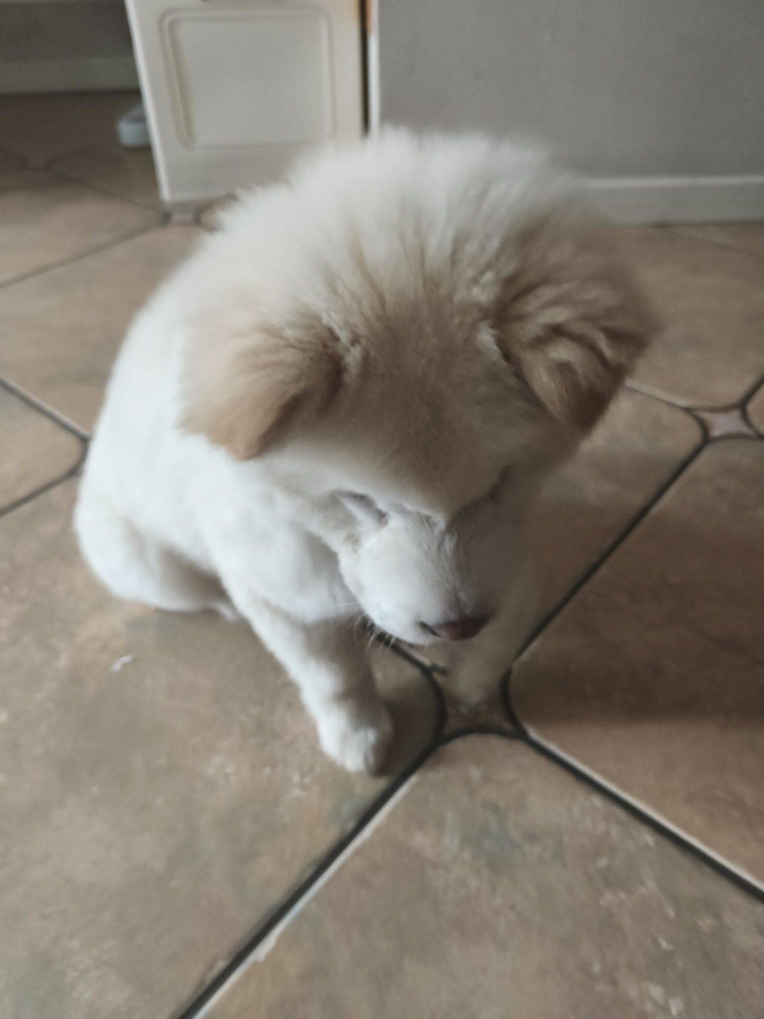 小狗找家 我家萌宠最可爱  萌萌哒 _1