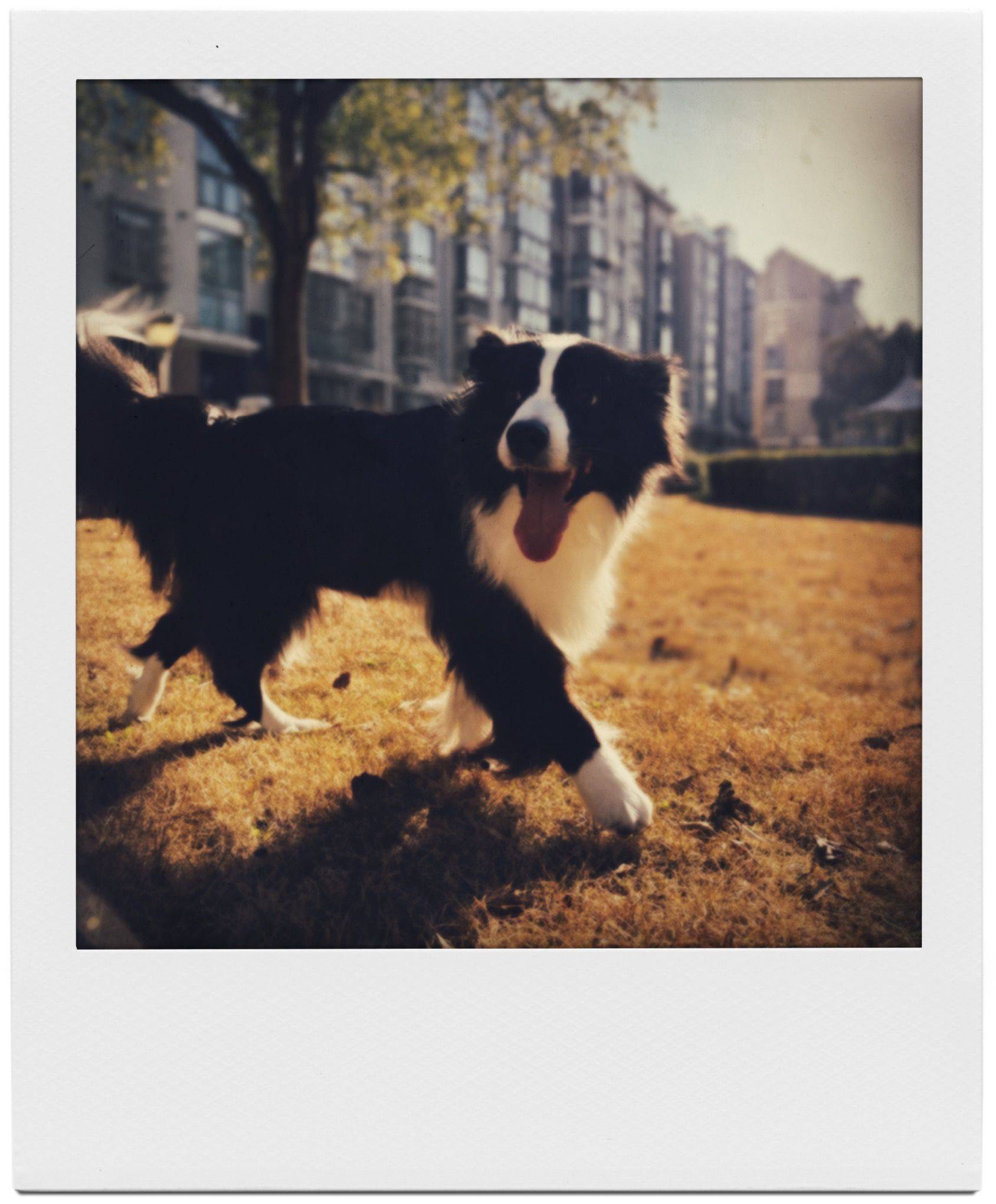 给小狗加上宝丽来滤镜_3