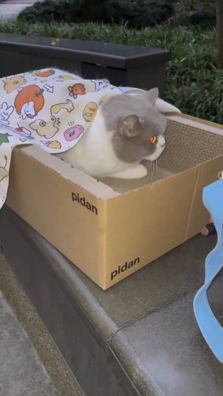 The stray cat of com