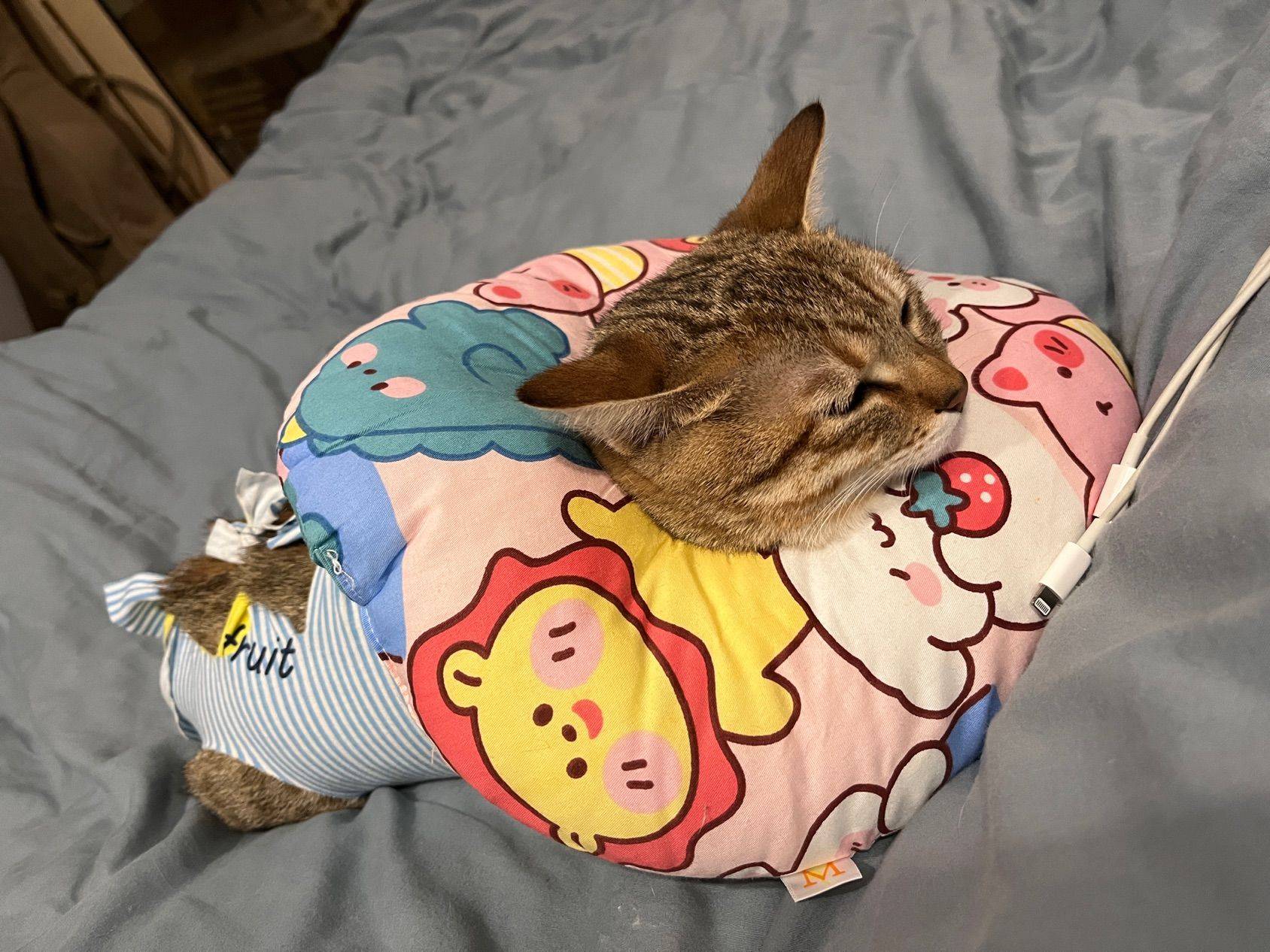 我家萌宠最可爱 
