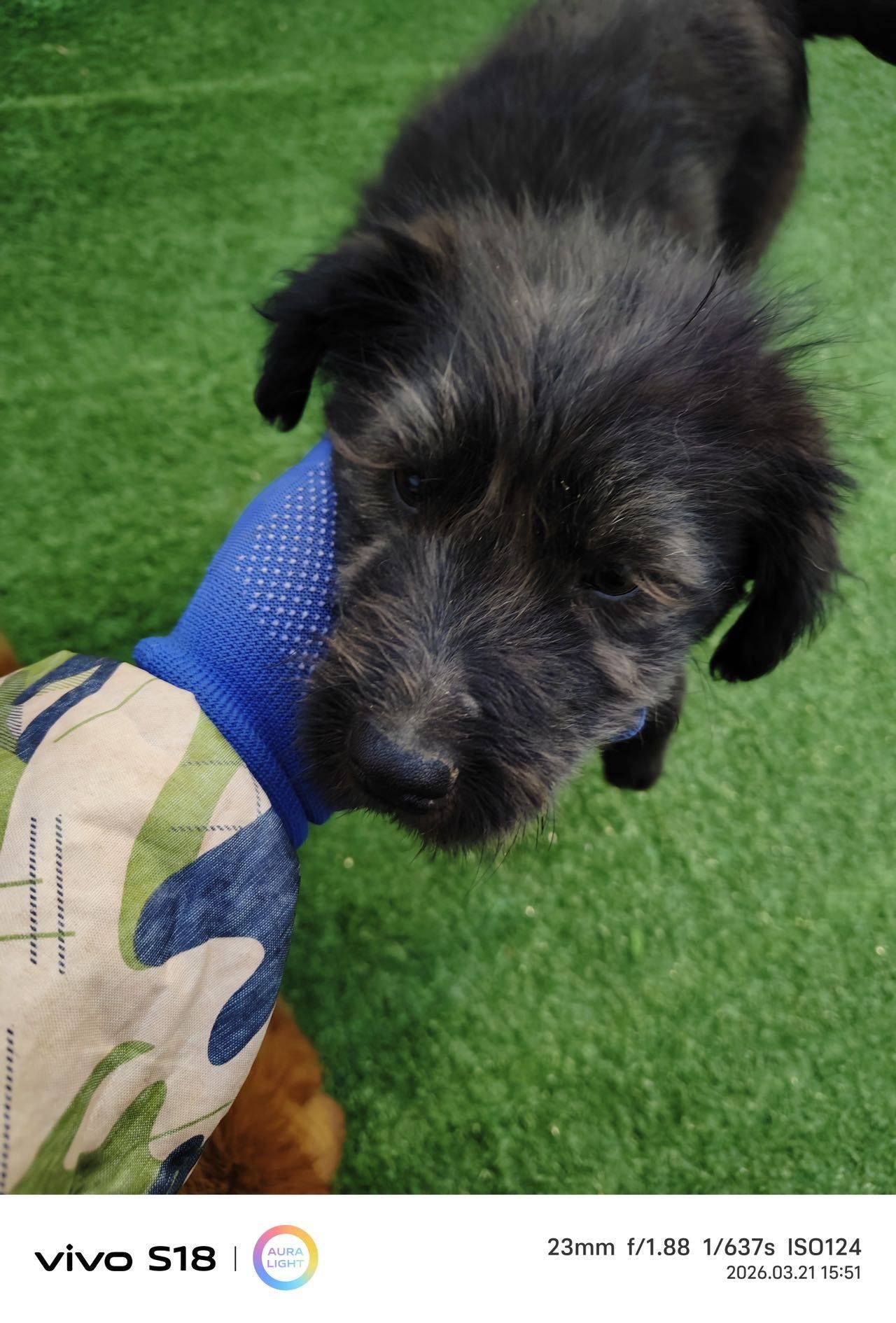 北京昌平黑色无偿领养黑色小狗_4