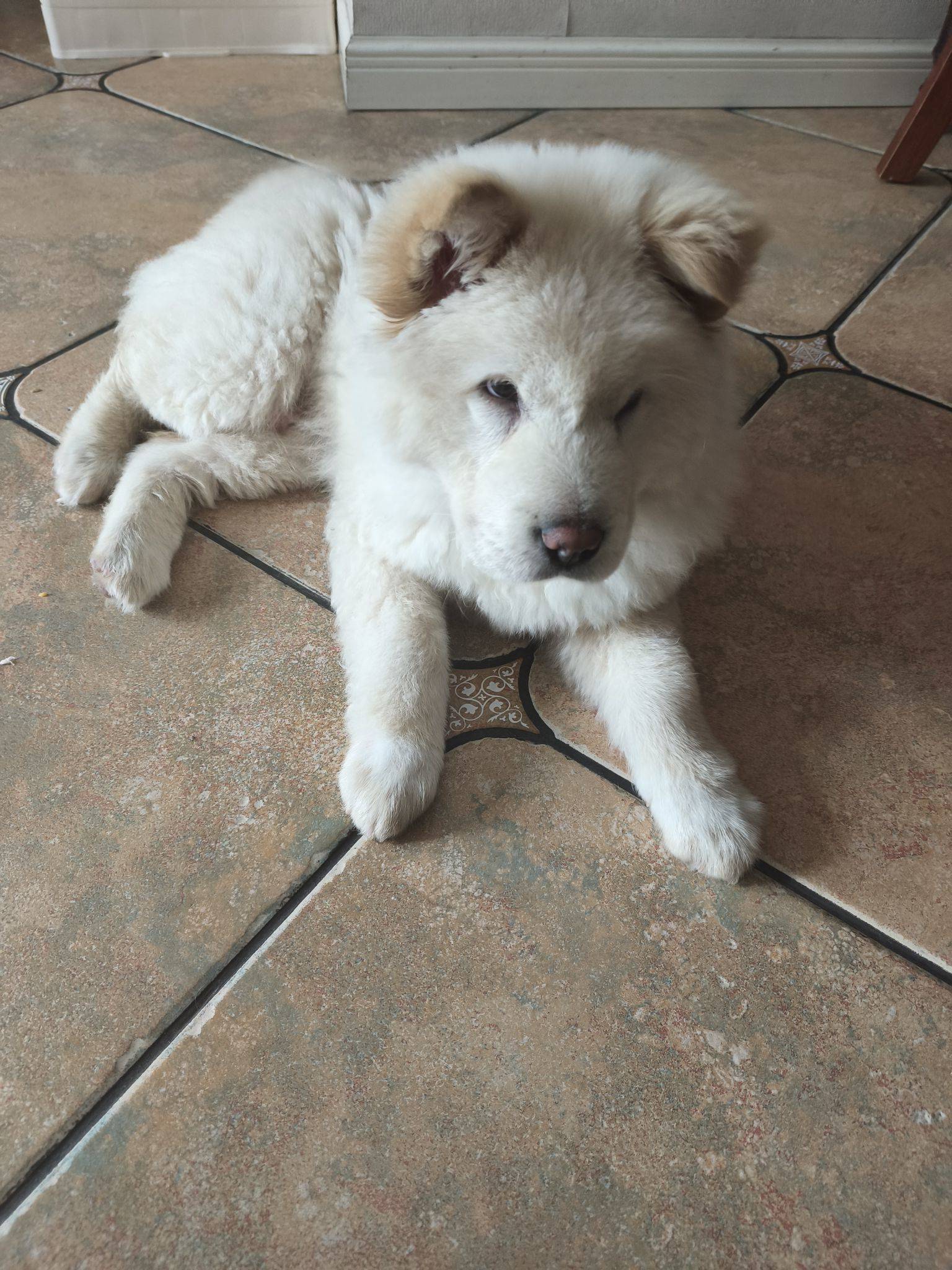 小狗找家 我家萌宠最可爱  萌萌哒 